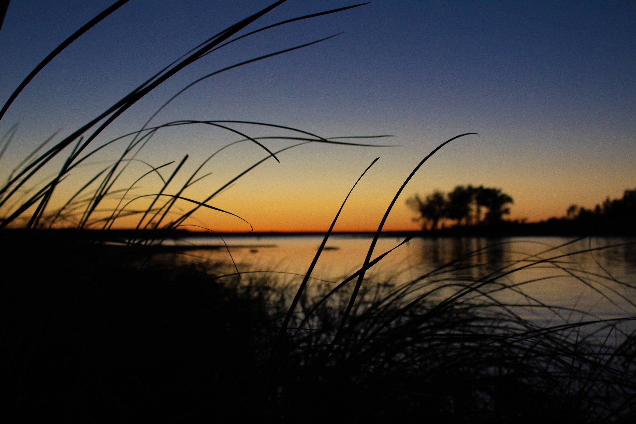 Silhouette of tall grass near a body of water at sunset with a colorful sky and distant trees.