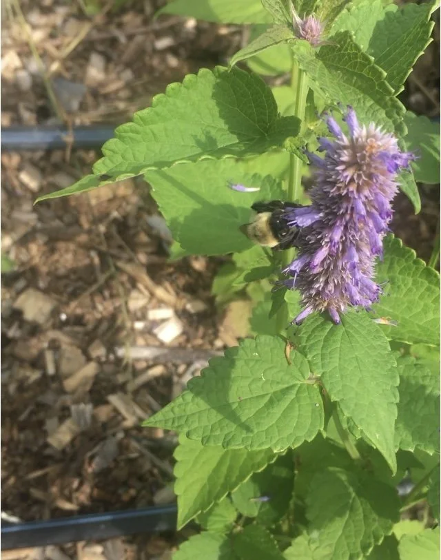 Agastache séchée