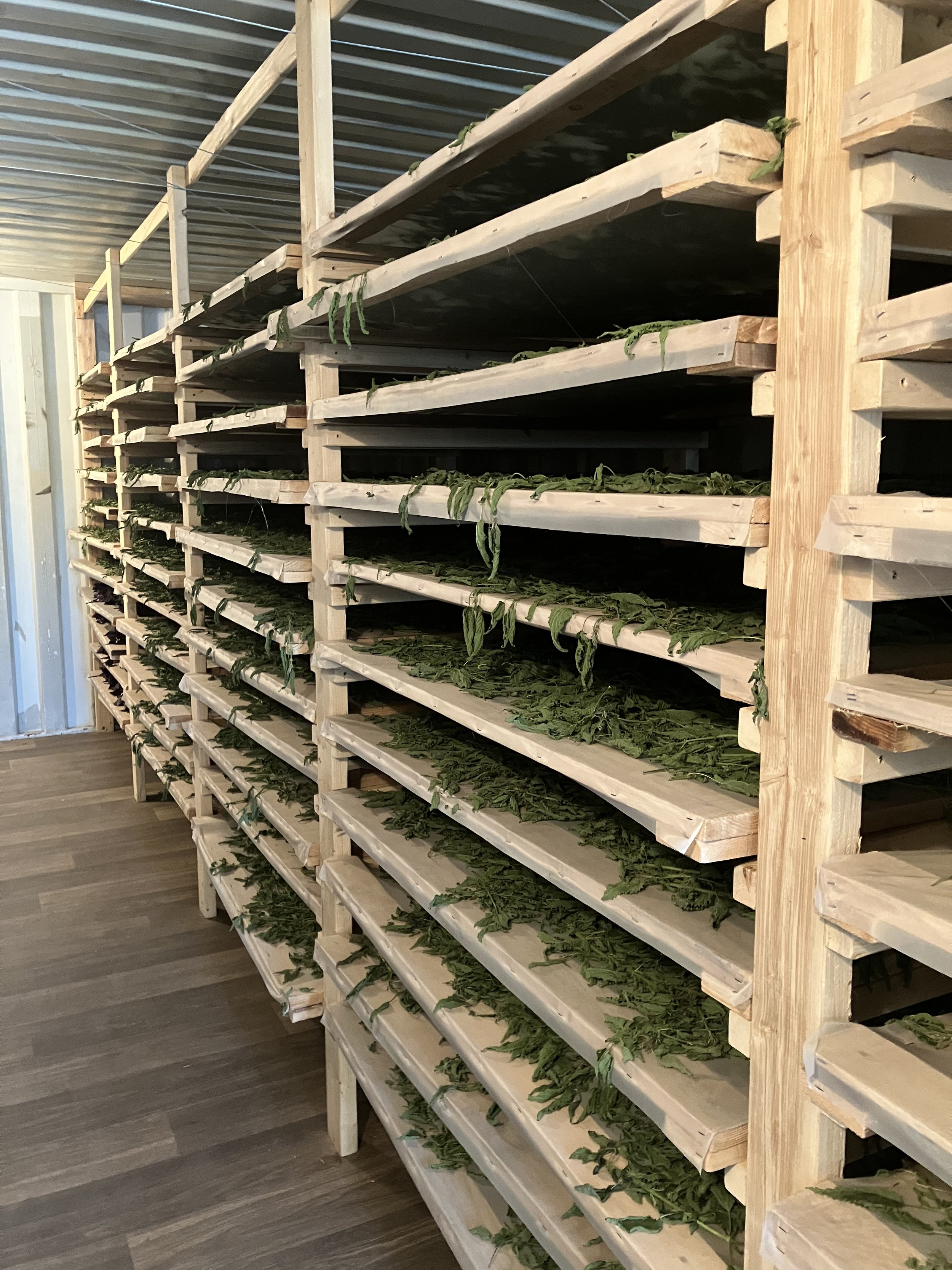 Stockage de feuilles de plantes séchées sur plusieurs étagères en bois dans un environnement intérieur.