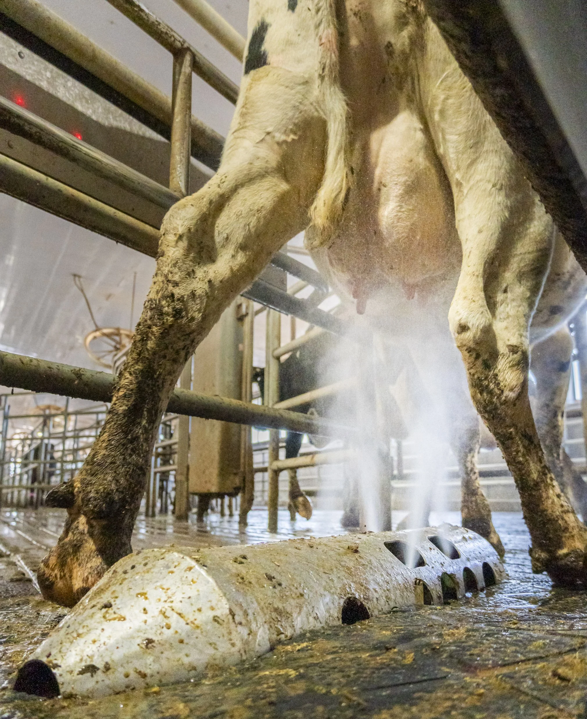 Close-up of a bovine hoof and lower leg in a farm or slaughterhouse setting, with metal machinery and a tiled floor visible in the background.