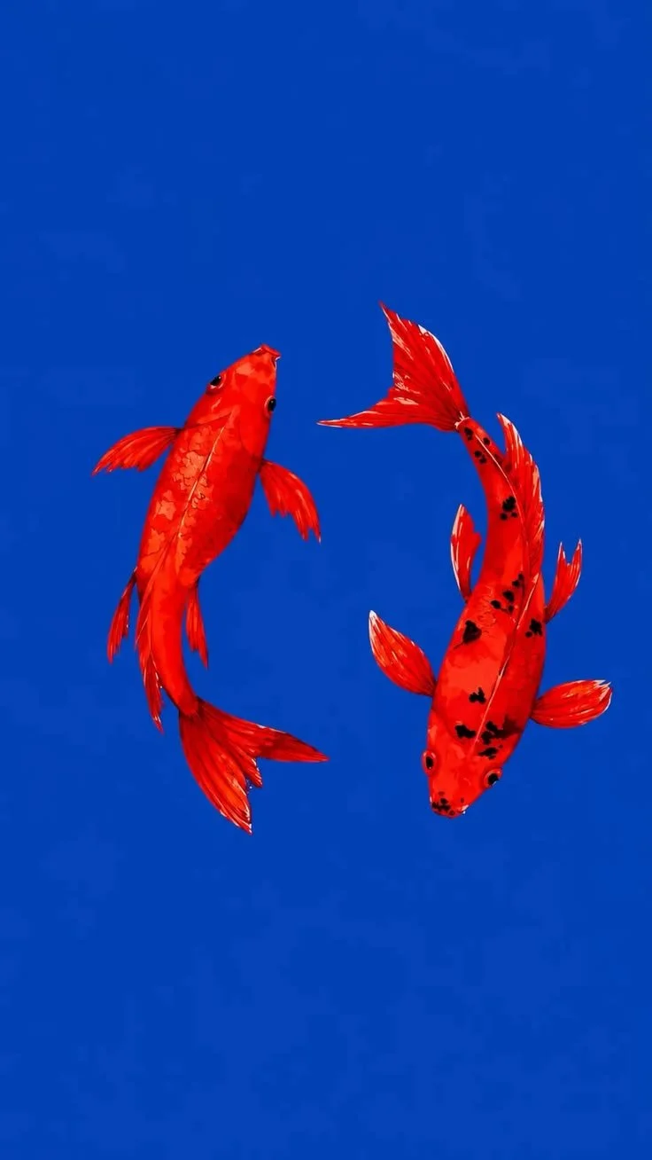Two red koi fish swimming against a blue background.