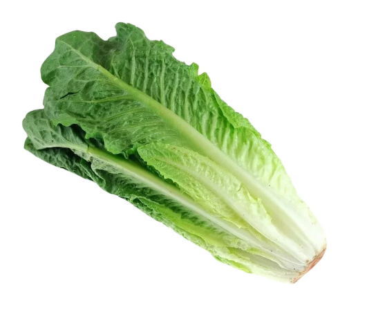Romaine Lettuce - 24ct
