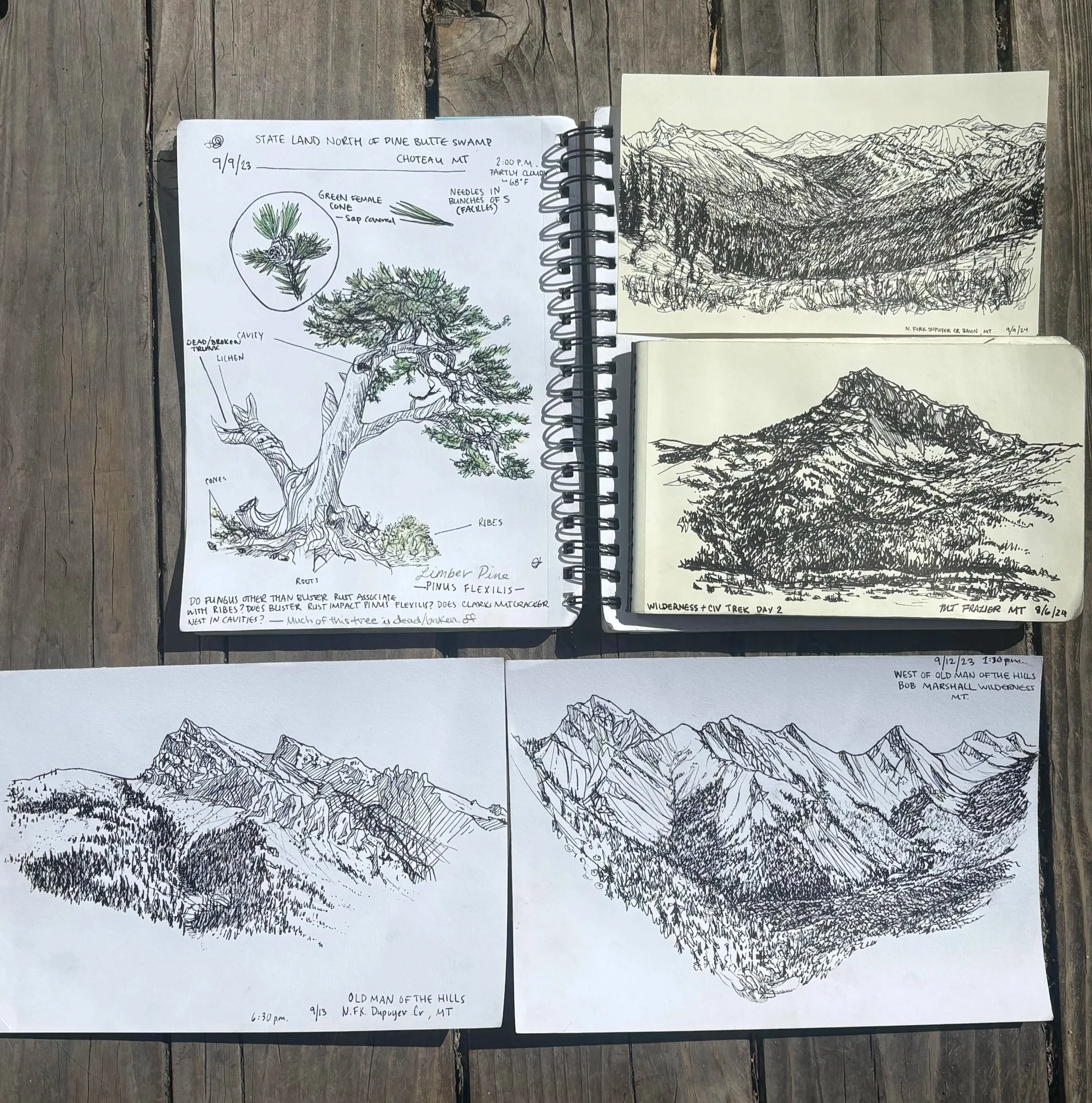 Open sketchbook displaying hand-drawn Montana mountain landscapes and an annotated limber pine study on a wooden deck.