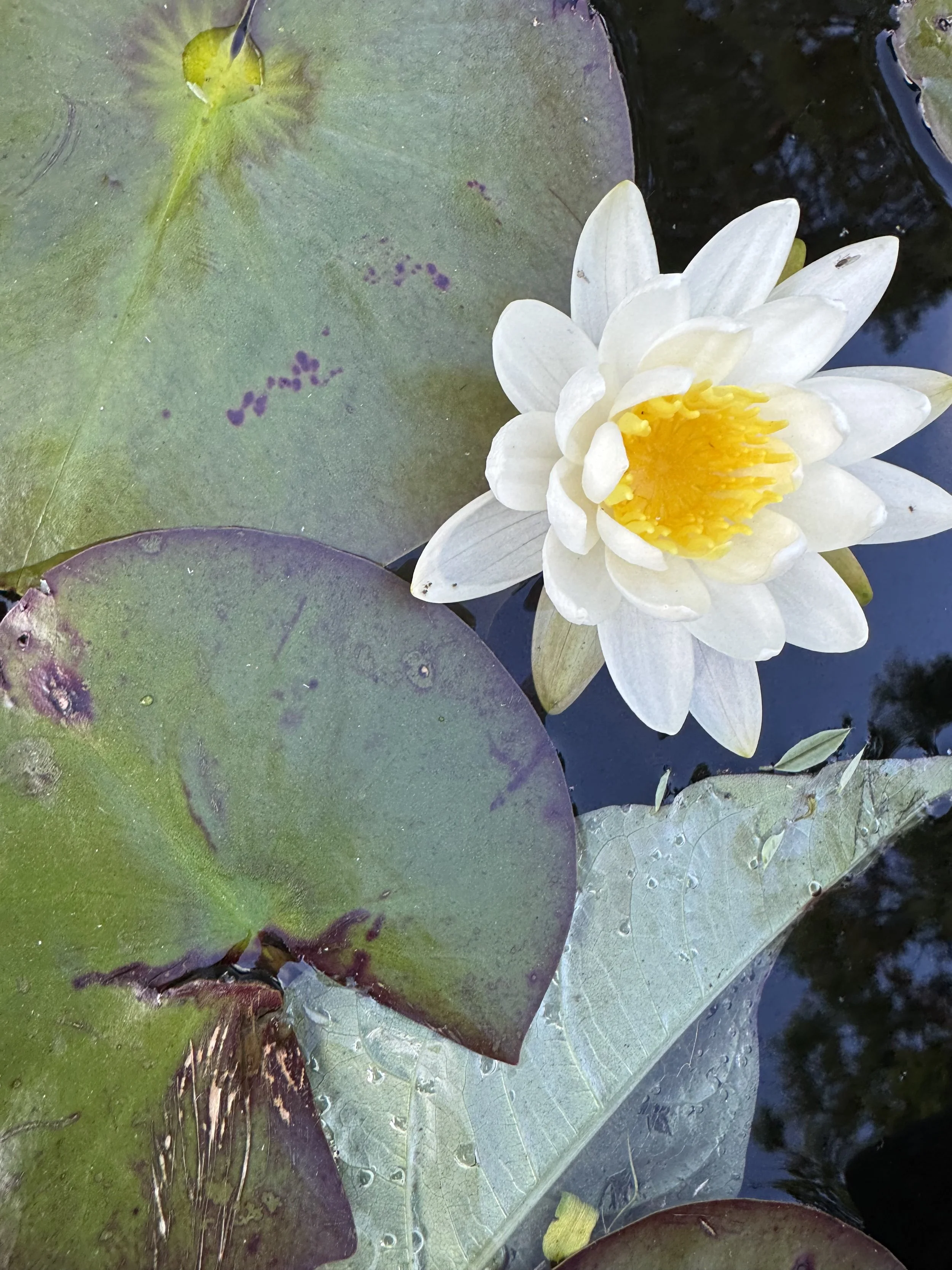 White water lily with a yellow center floating among green lily pads