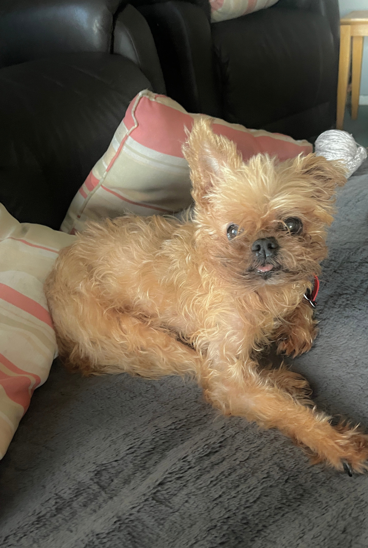 MANZIL 011: OSCAR

My silly old man dog
- Kaylen