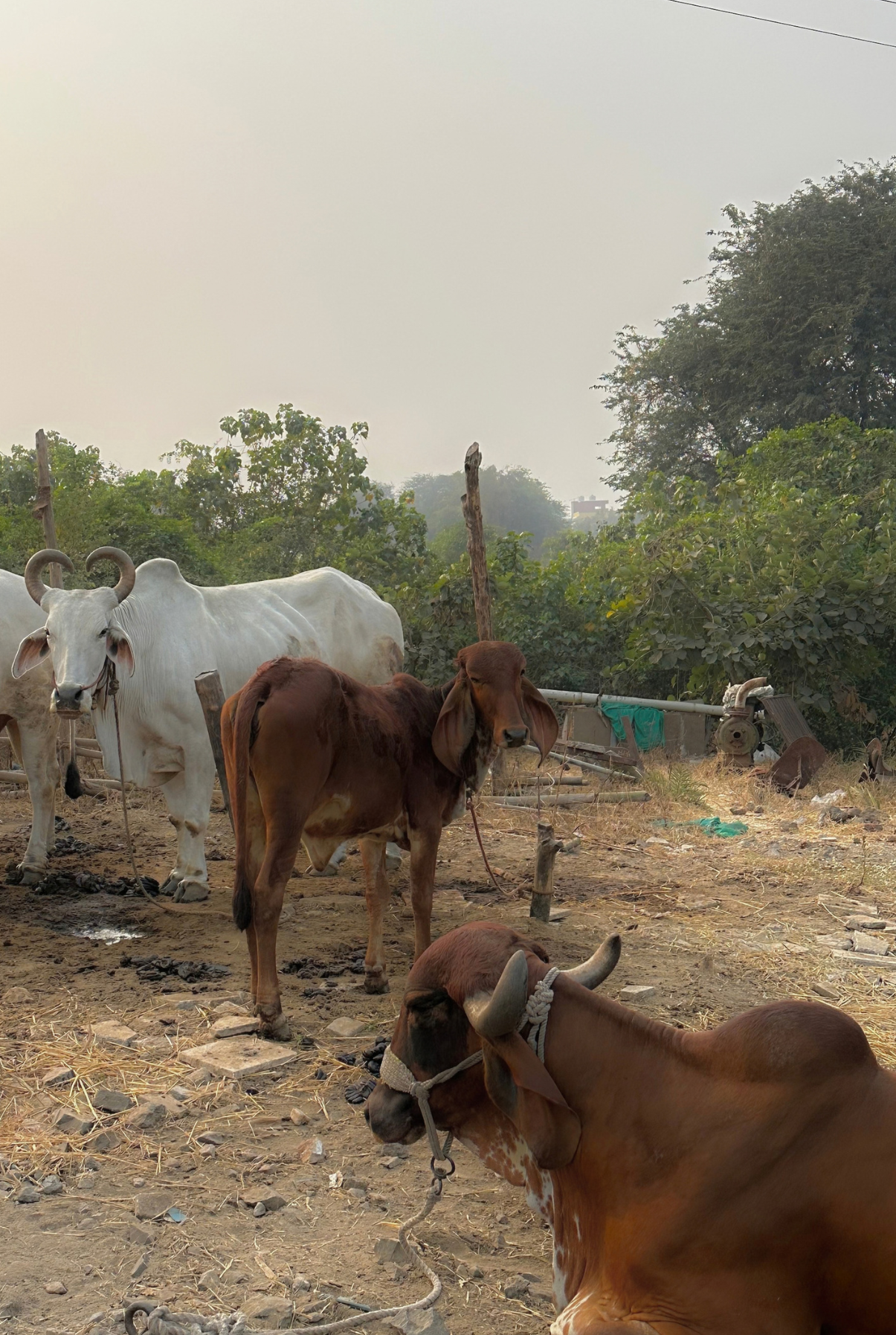 MANZIL 21: A GLIMPSE OF MY ROOTS 

This image reflects my roots in a village, capturing the simplicity, warmth and traditions of where I come from. It reminds me to stay connected to my roots and the values I grew up with.
-Vidhi