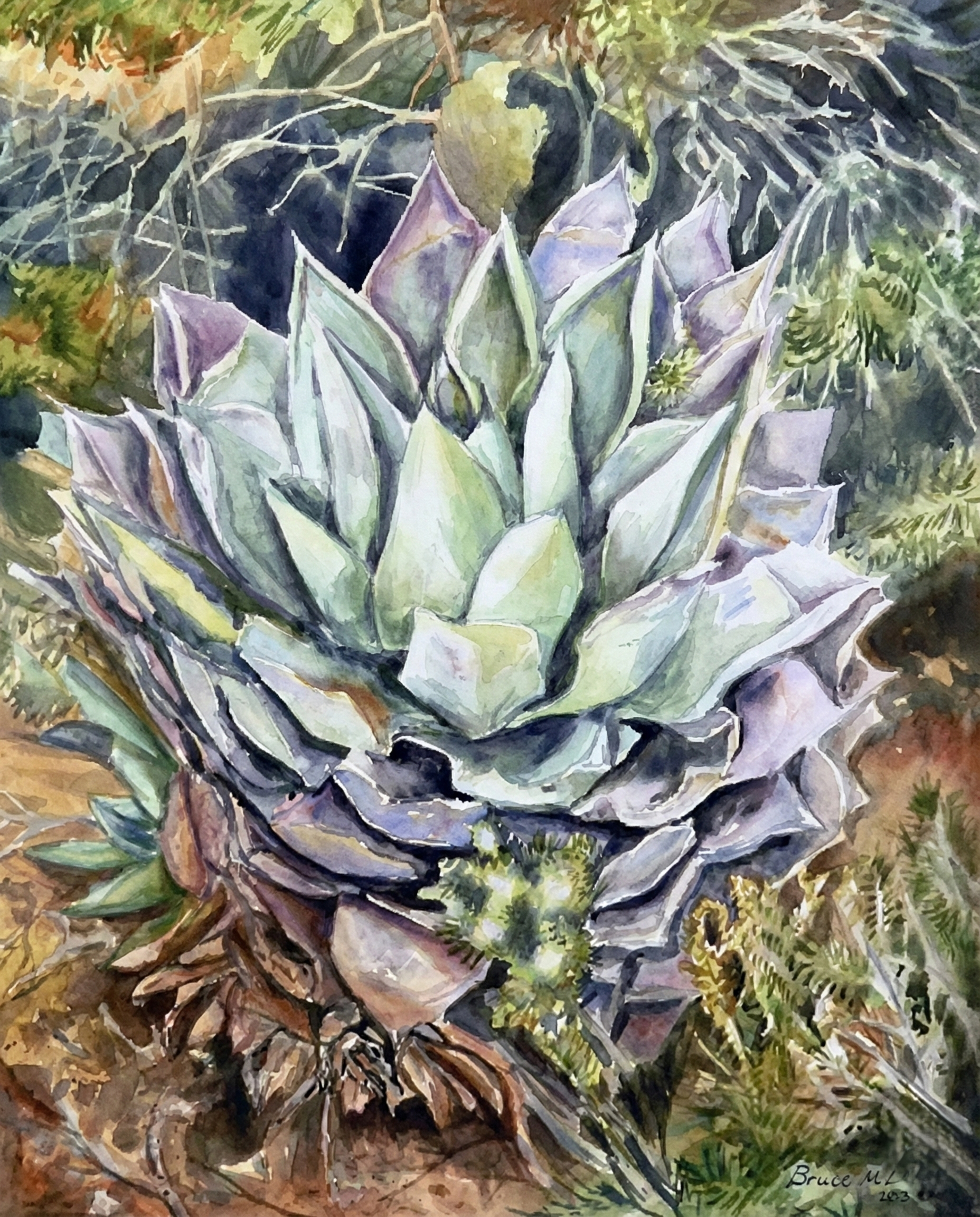 Blue Agave - Sonoran Desert agave cactus watercolor