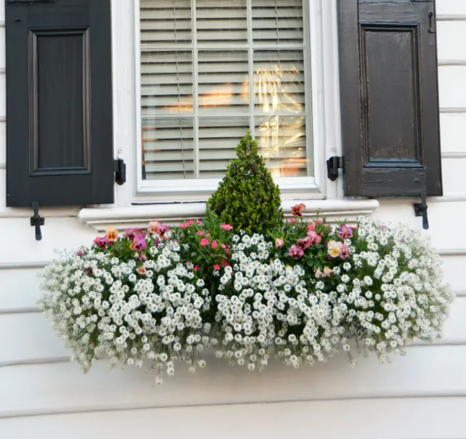 Upcoming Season Window Box