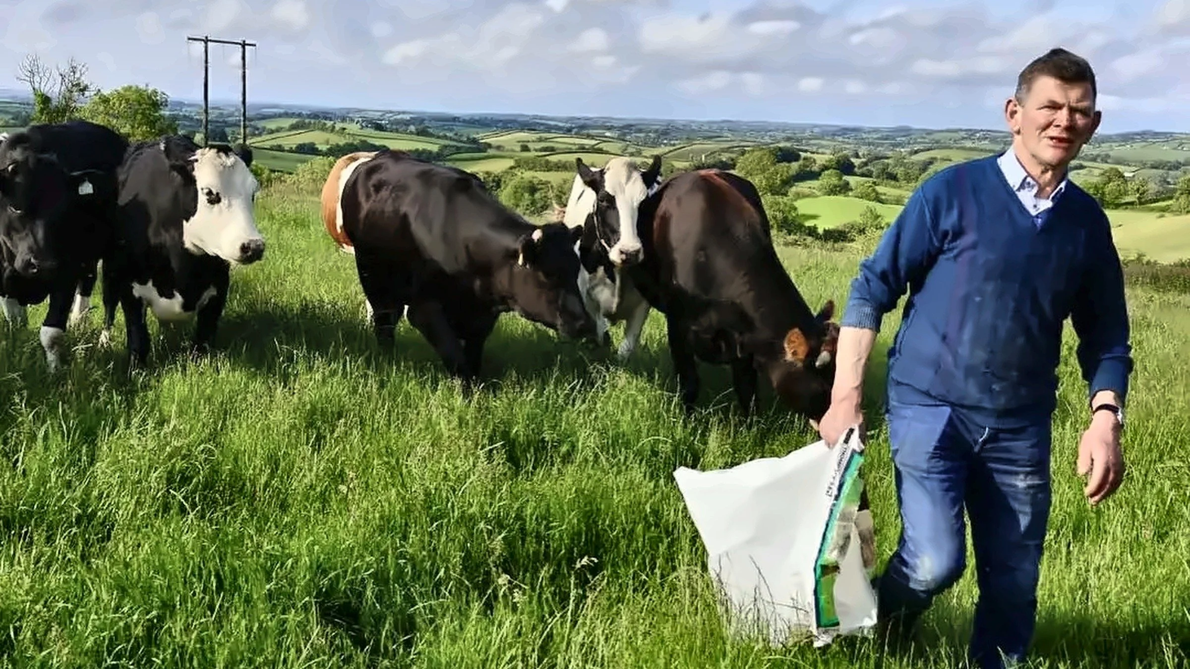 Farmer feeding a herd of cattle in a green field on the family farm