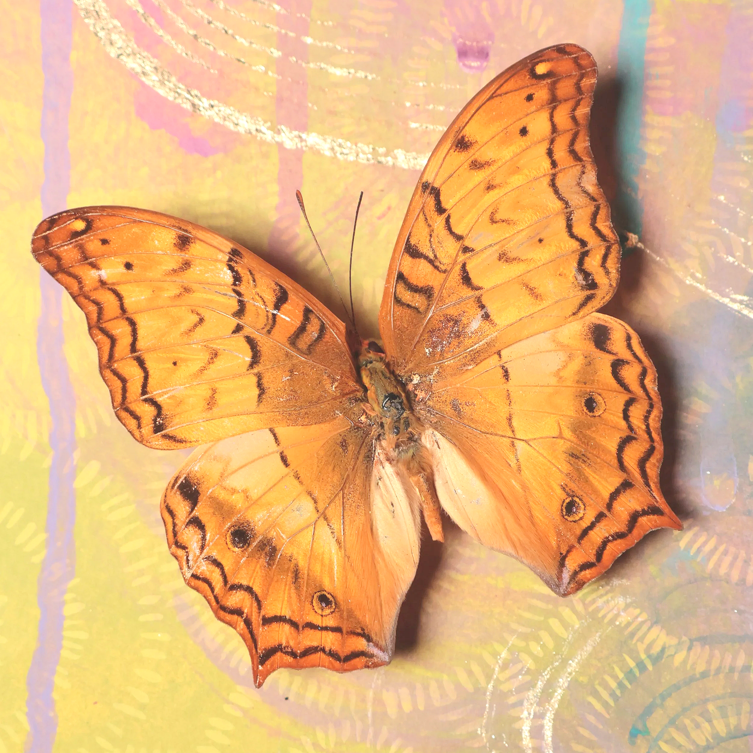 IMG_6380.png