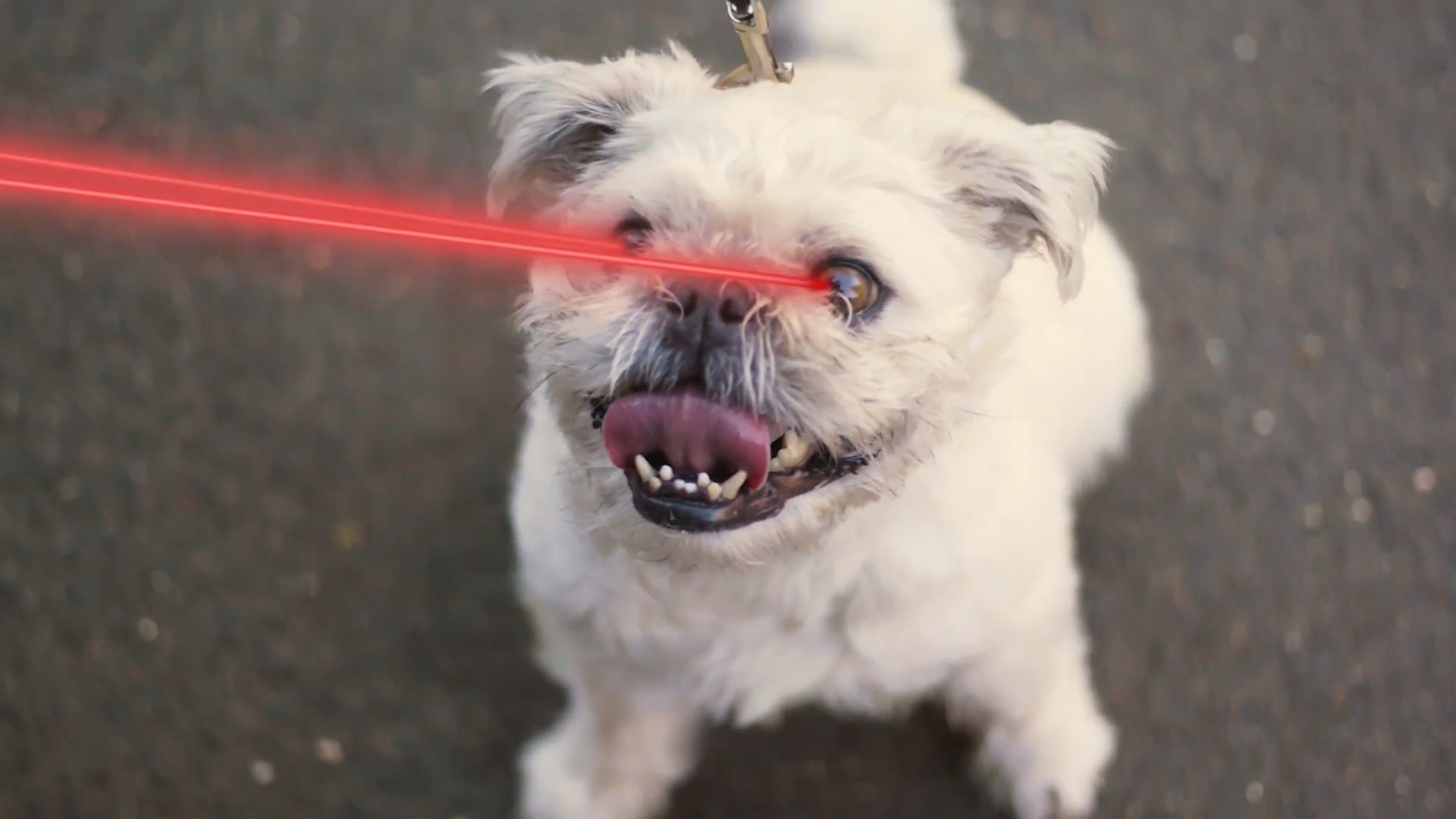 White Shih Tzu dog with its mouth open and red laser beams across its face