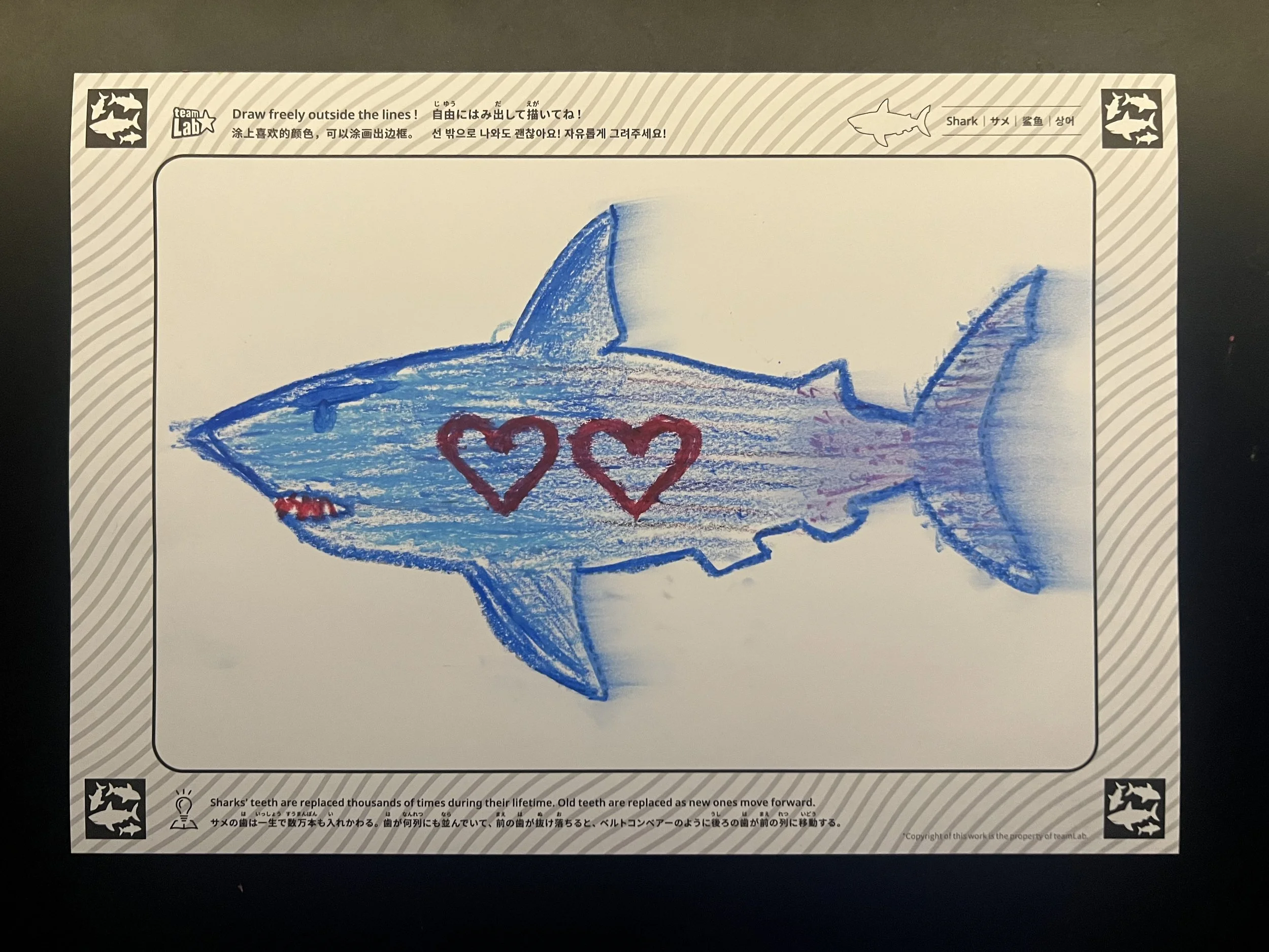 double hearted shark. Tokyo, Japan (2026)