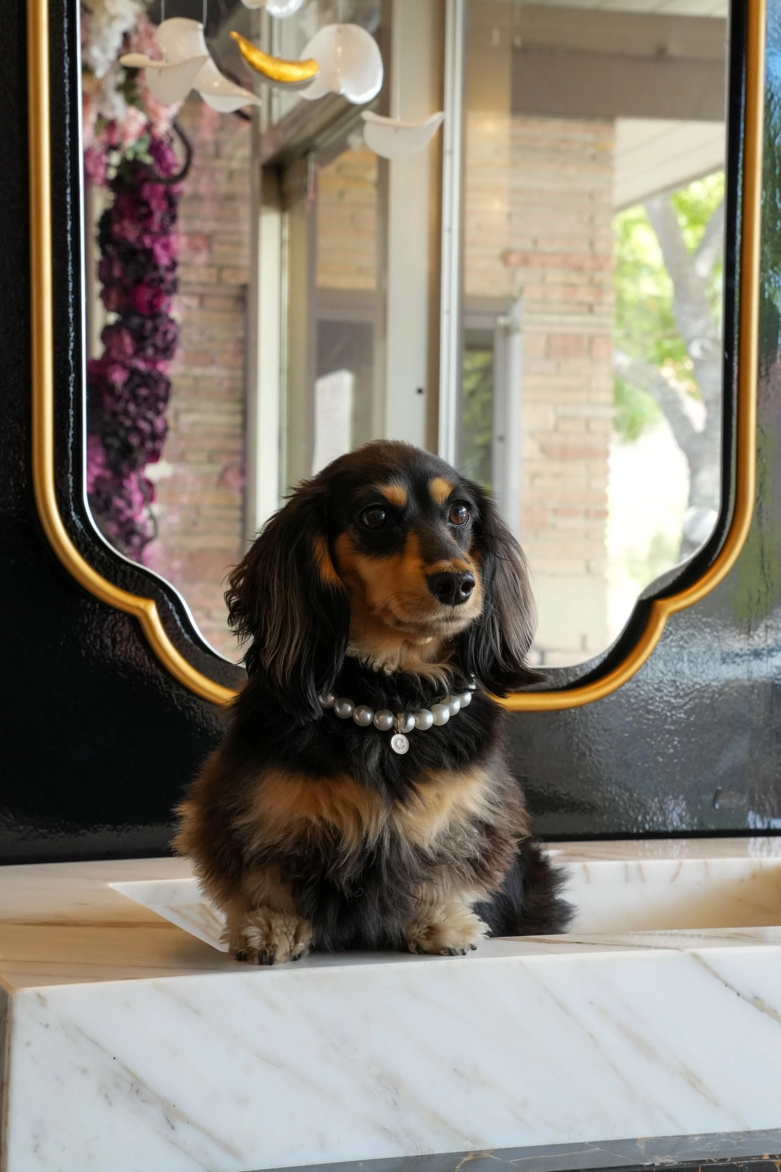 A small dog with long ears and tan and black fur is sitting on a marble surface, wearing a string of pearls around its neck. It is looking at the camera with a mirror reflecting its face, showing a background of a brick wall, a window with a view of green trees, and a flower arrangement.