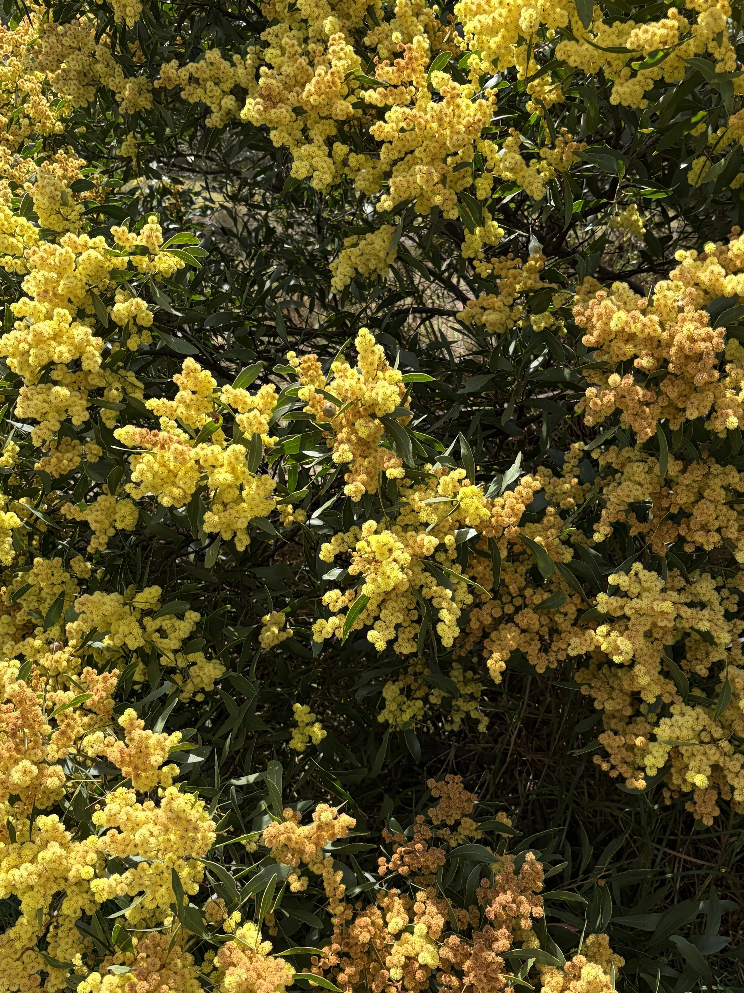 A dense bush of yellow flowering flowers with green elongated leaves.