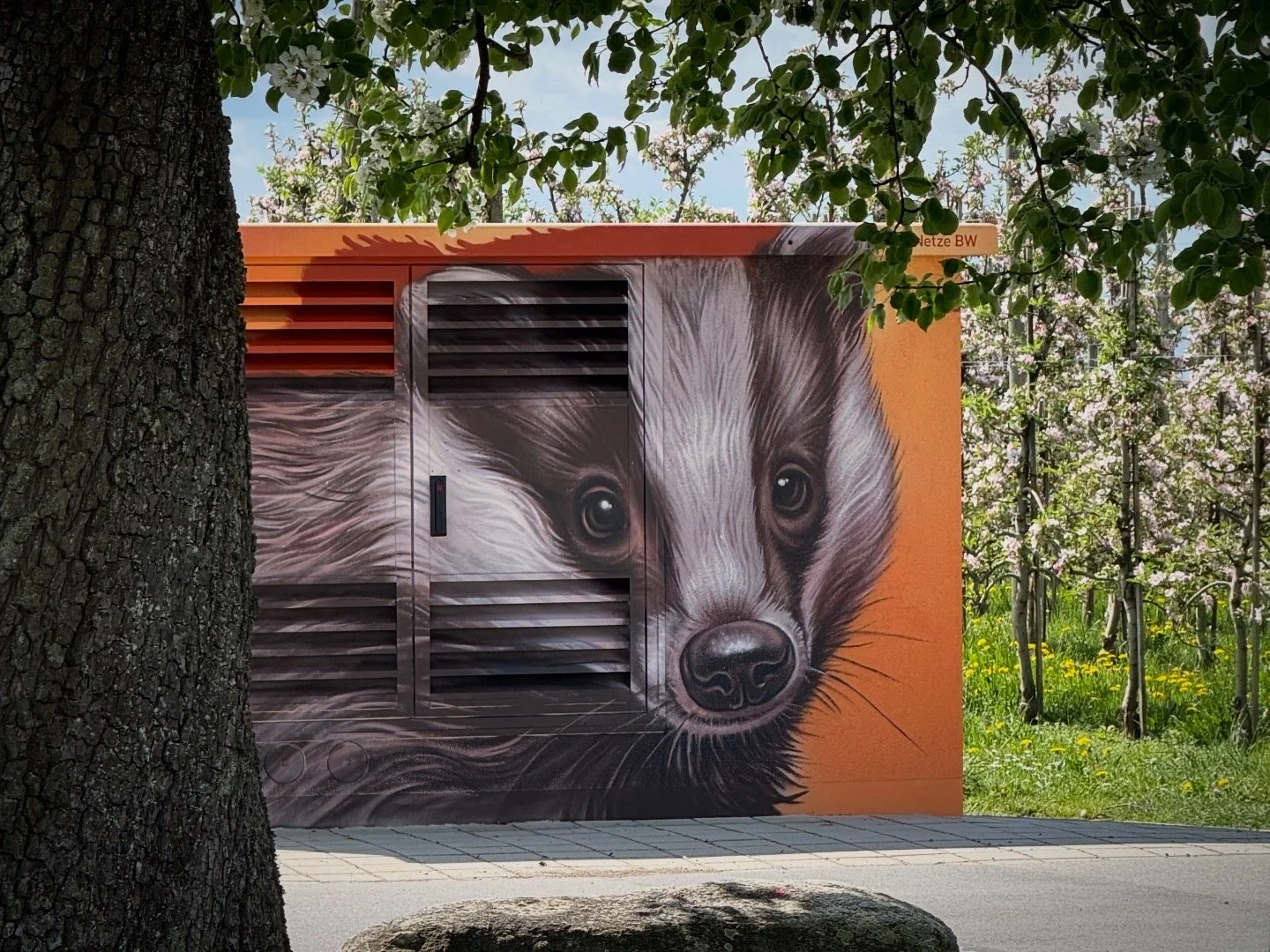 Eine Wand mit einem gesprühten Wandgemälde eines Dachses, der die Front einer Trafostation bedeckt.