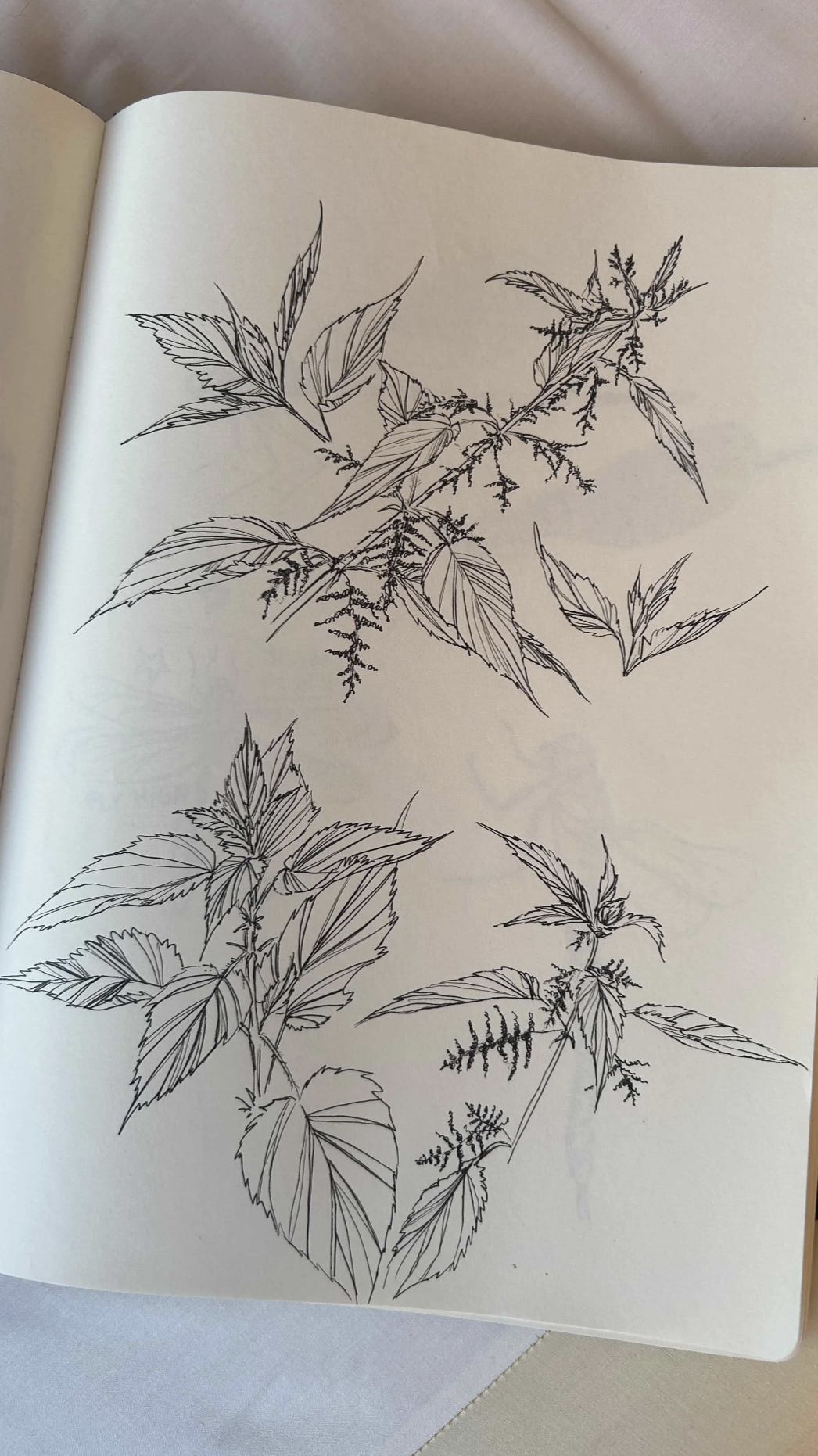 Botanische Schwarzweißzeichnung einer Brennnesselpflanze mit gezähnten Blättern und hängenden Blütenständen in einem aufgeschlagenen Buch.