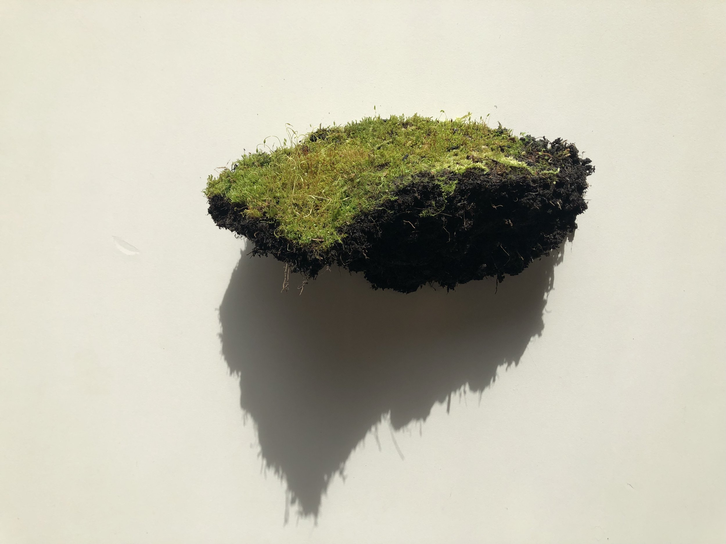 Minimosslandscape, 2024