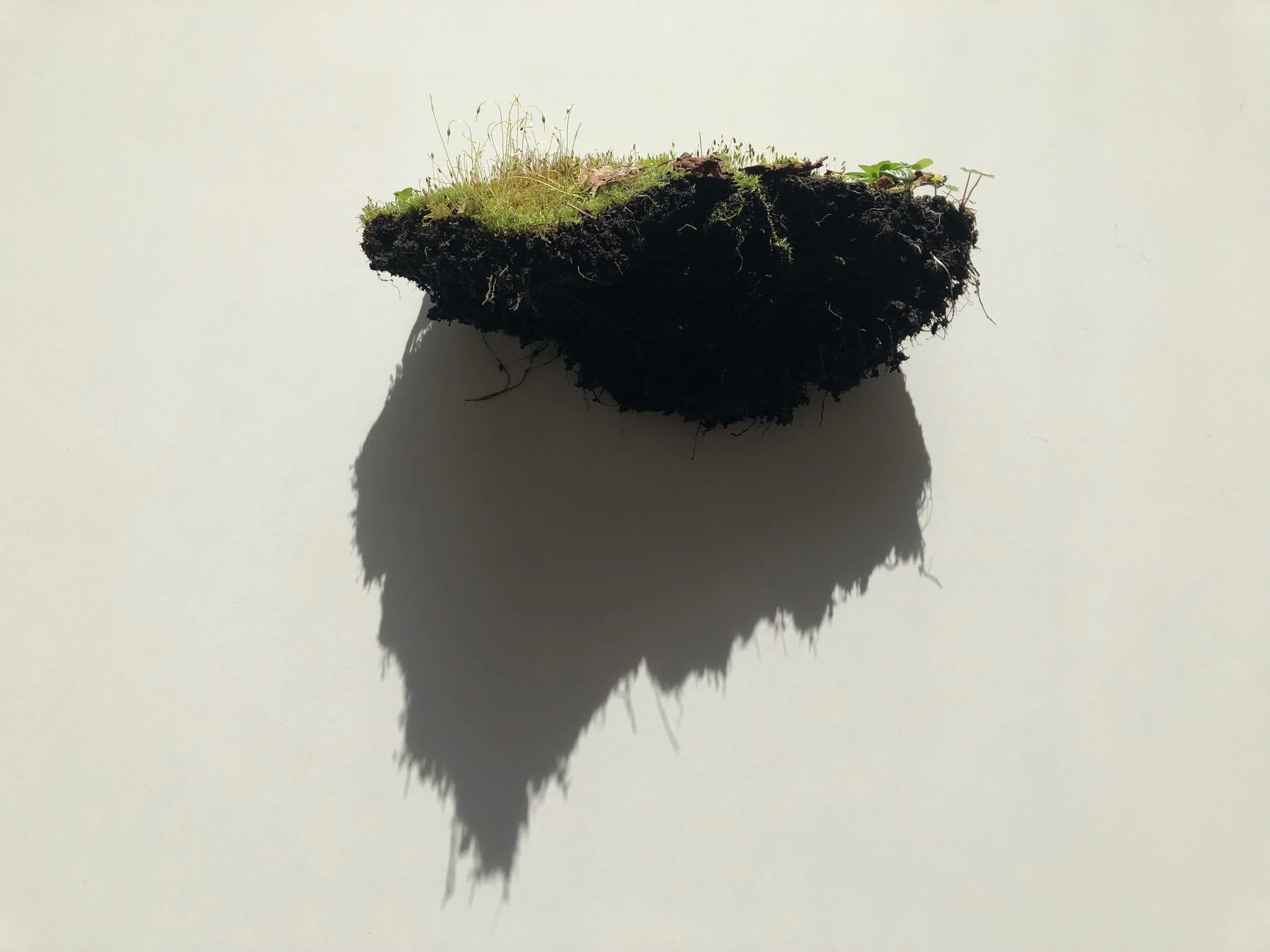Minimosslandscape, 2024