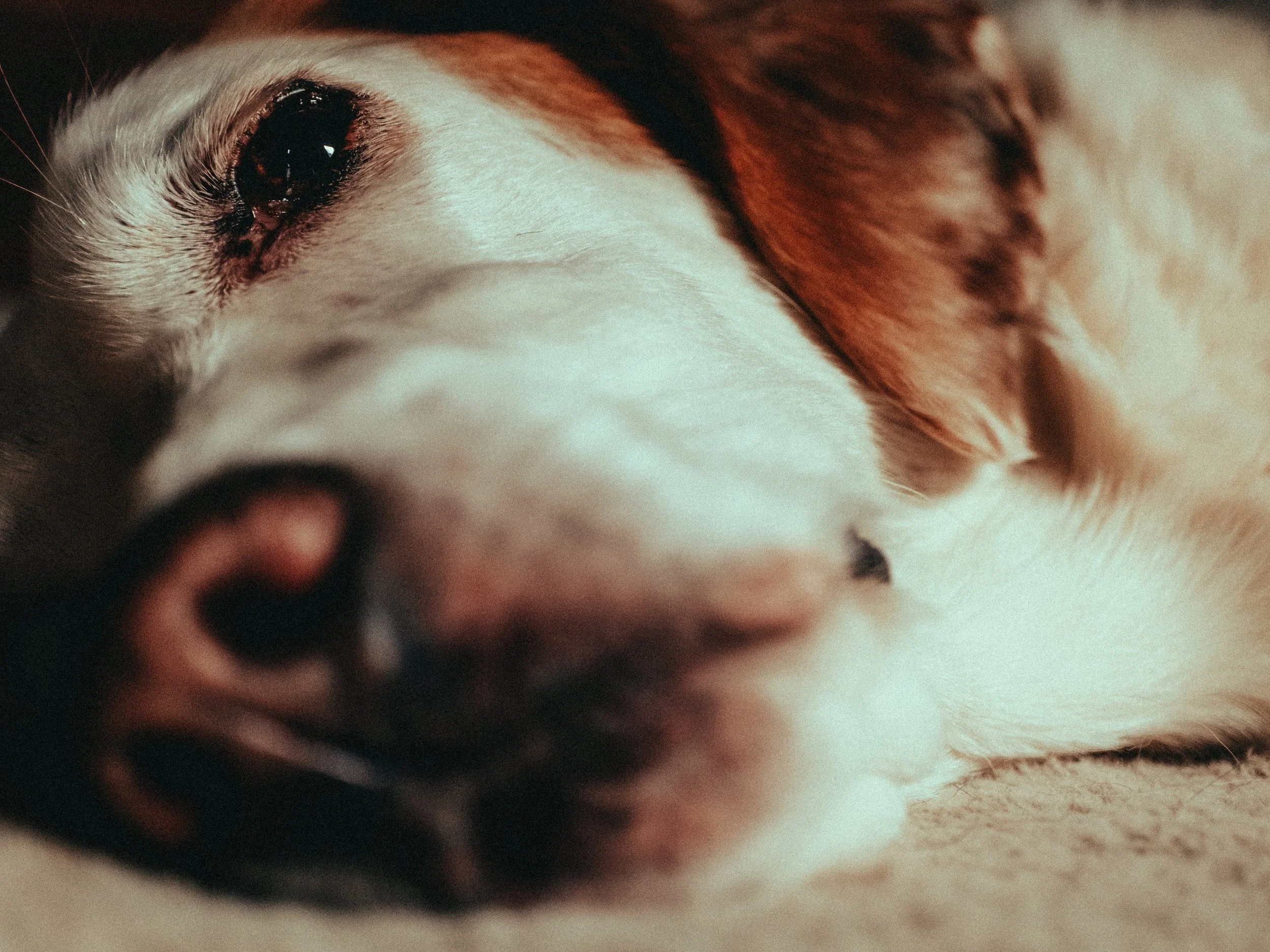 Hundefotograf Tom Meurer