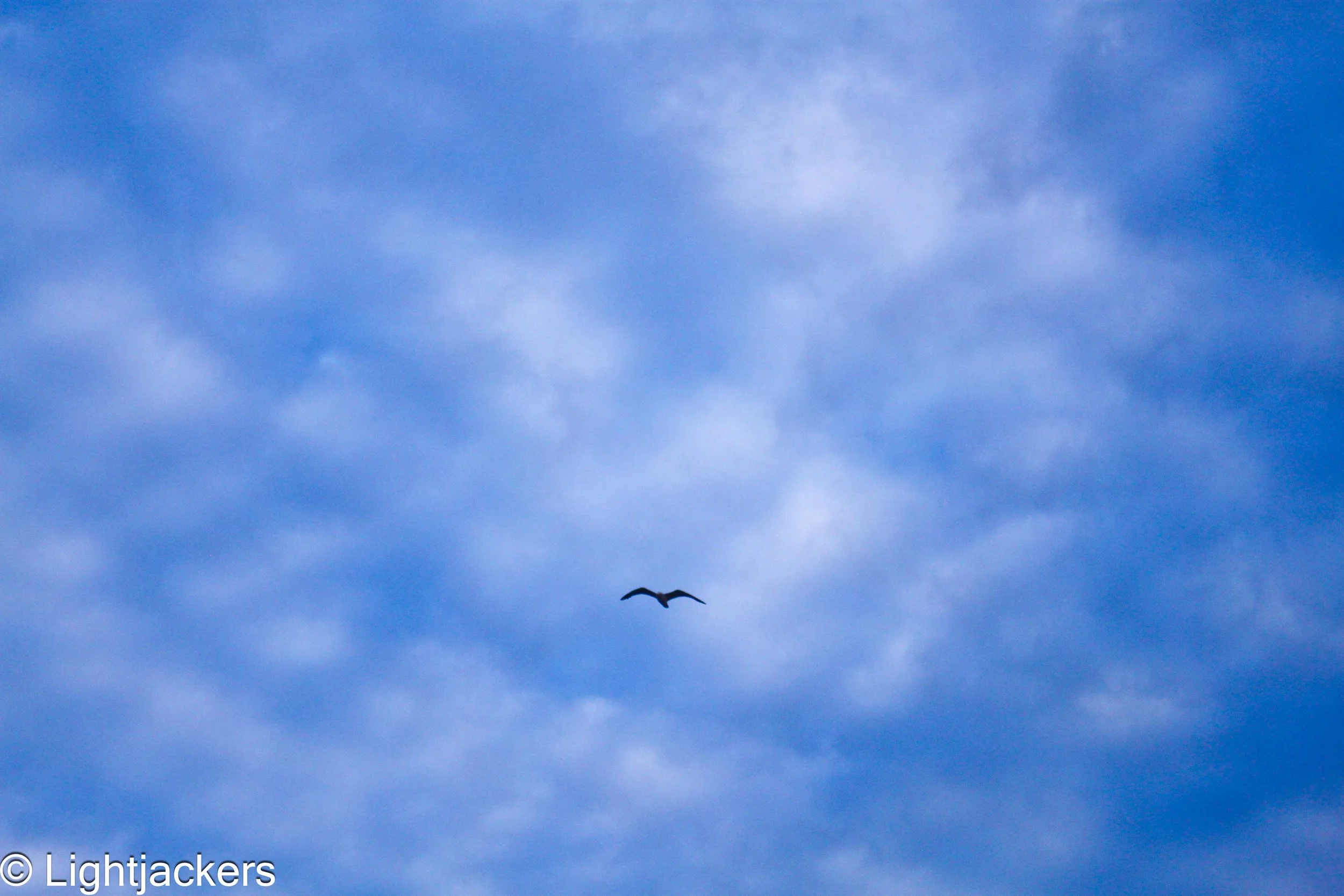IMG_8896-1.jpg