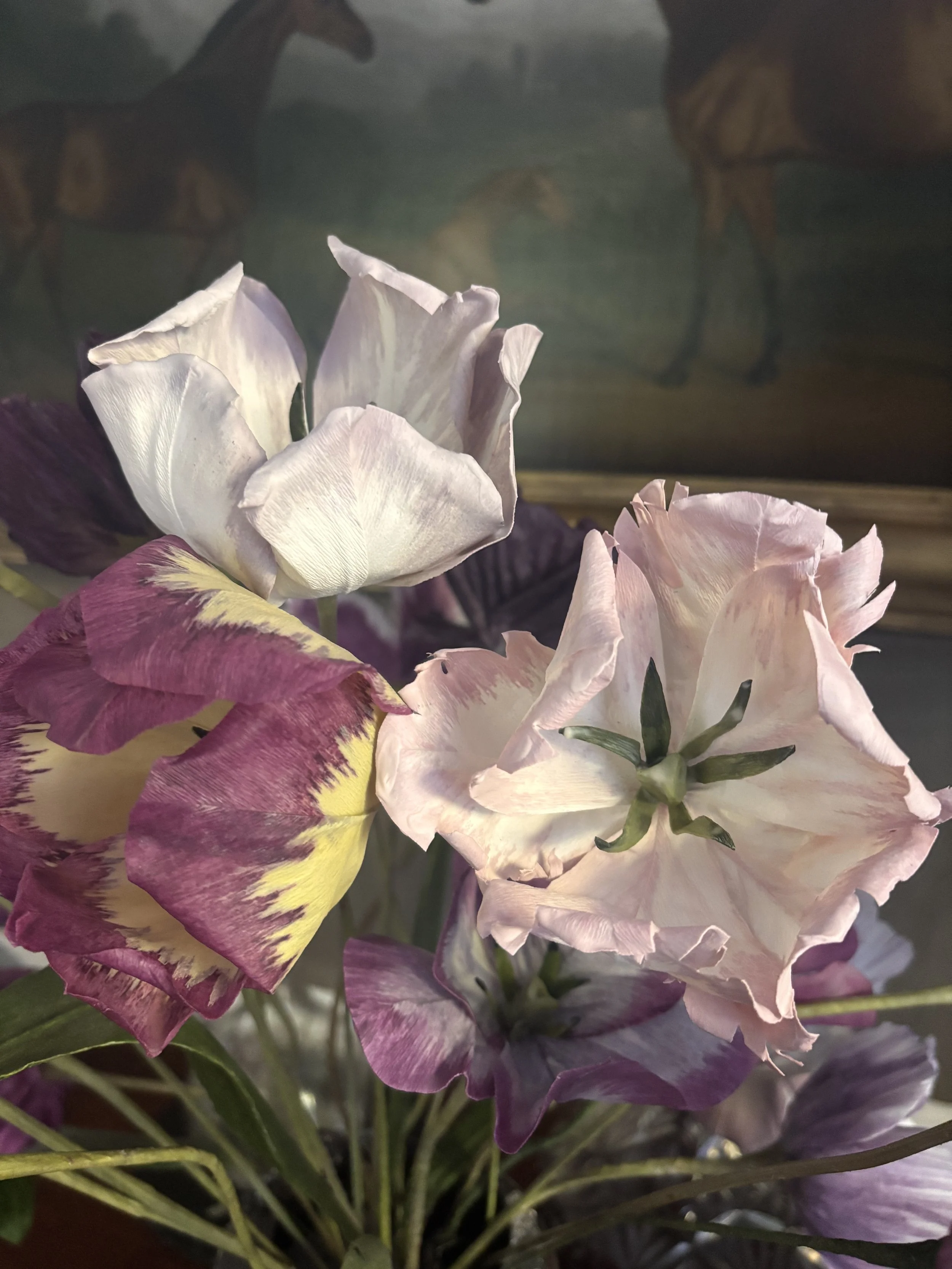Purple haze Tulips