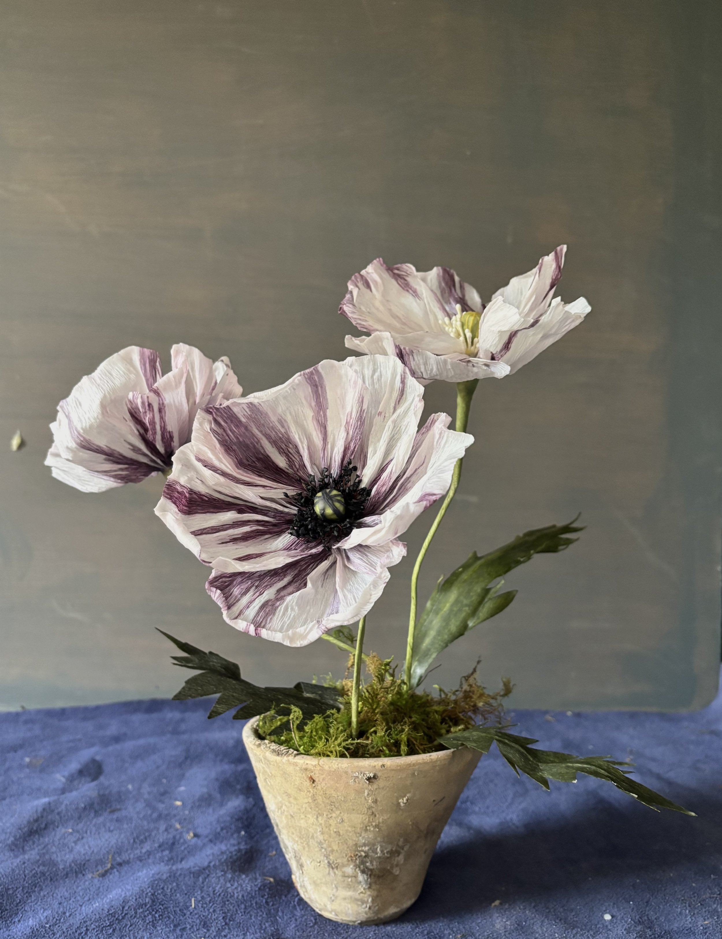 Icelandic Poppies