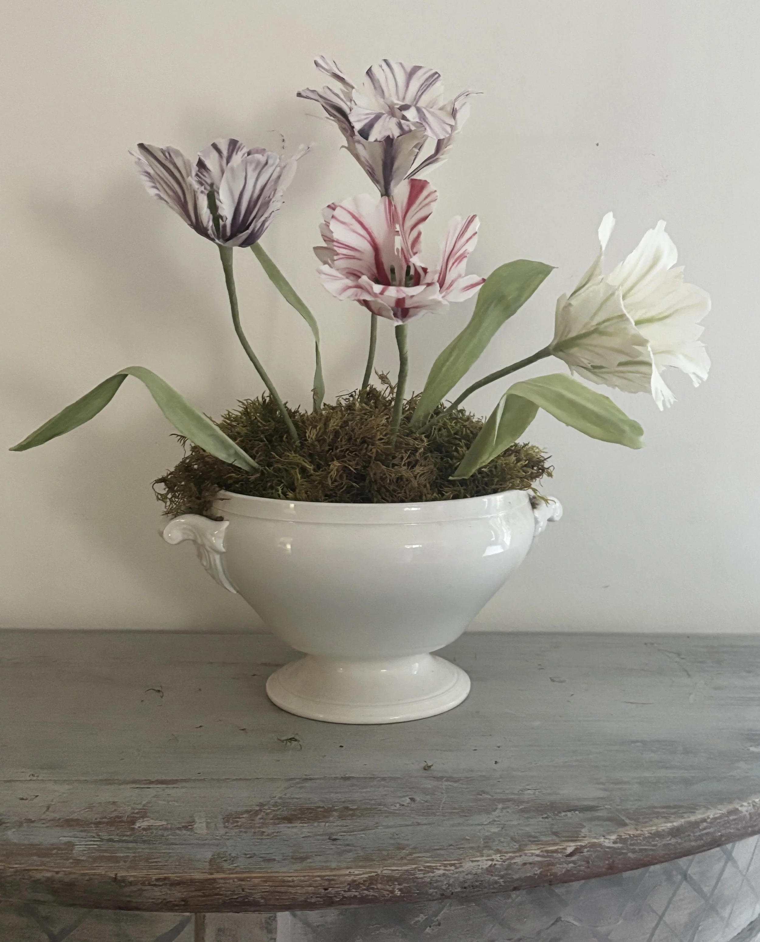 Parrot large tulips