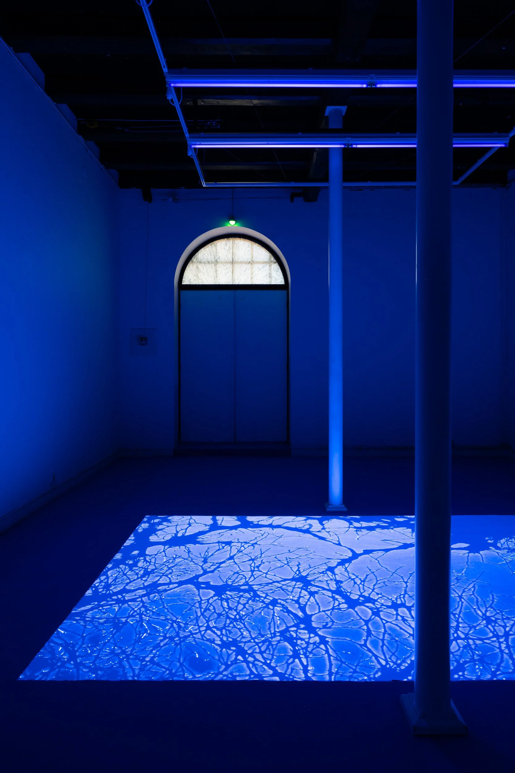 Art installation with blue lighting, a cast shadow resembling a network of branches on the floor, a window with a rounded top, and vertical white columns.