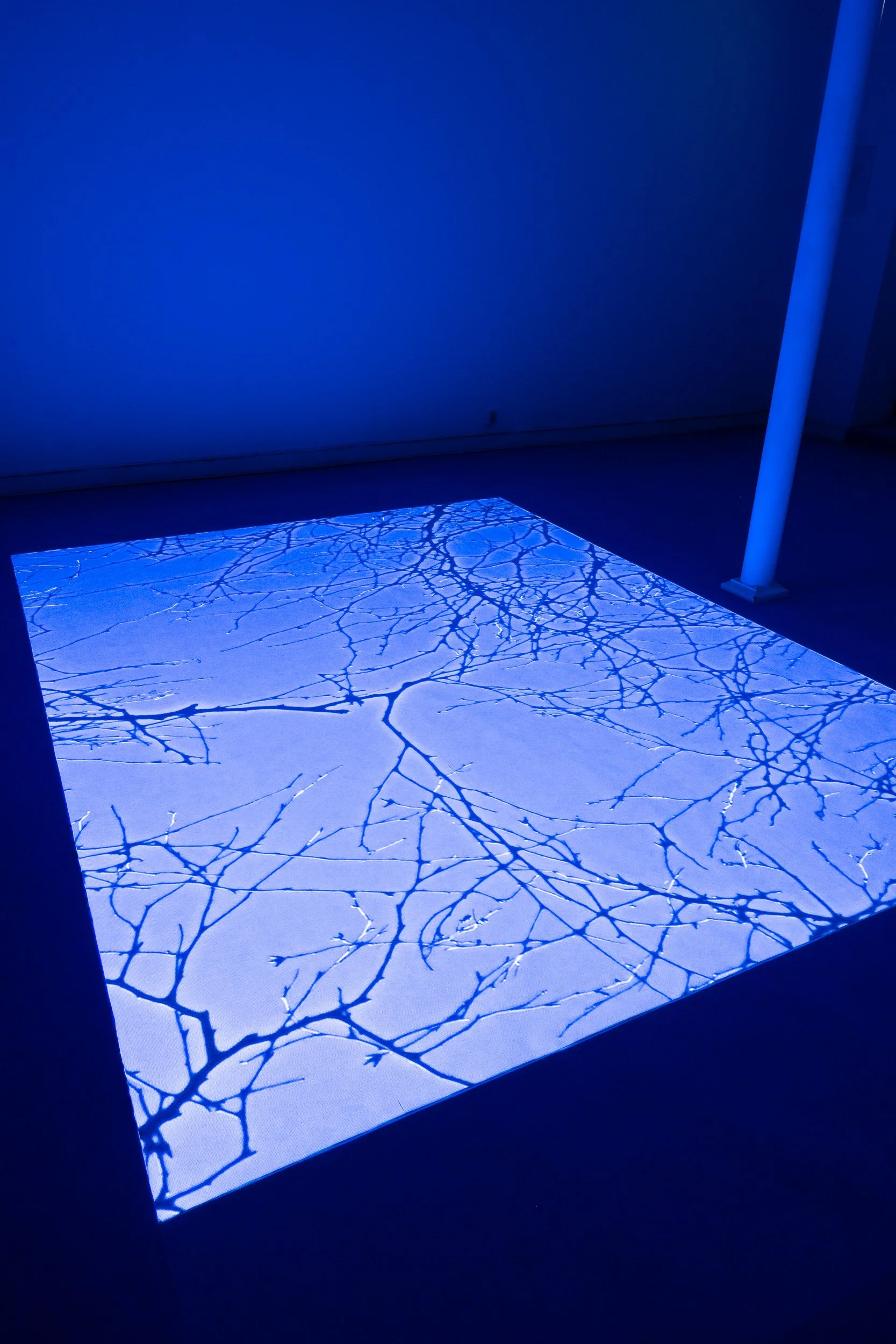 Art installation featuring shadows of bare tree branches projected onto a white surface, illuminated by blue lighting in a dark room.