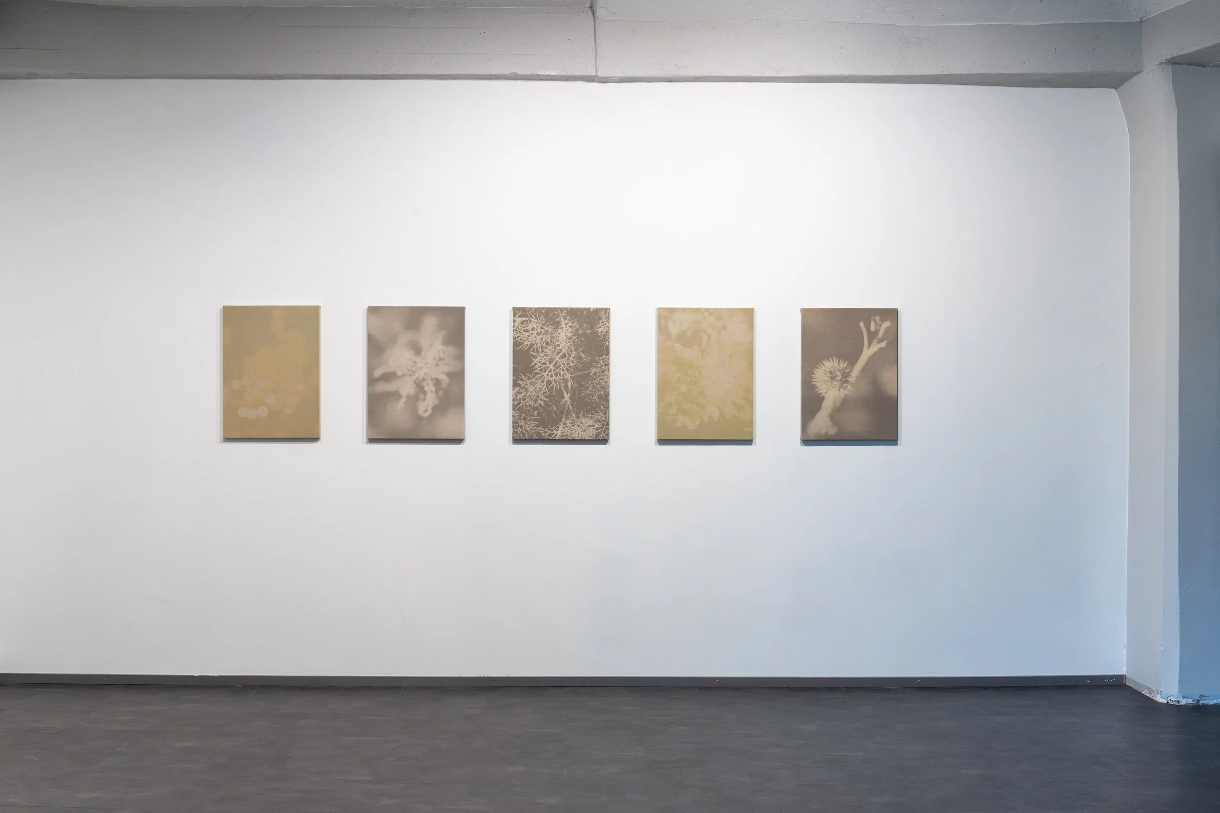 A white gallery wall displaying five rectangular art pieces of botanical images, spaced evenly along a dark gray floor.