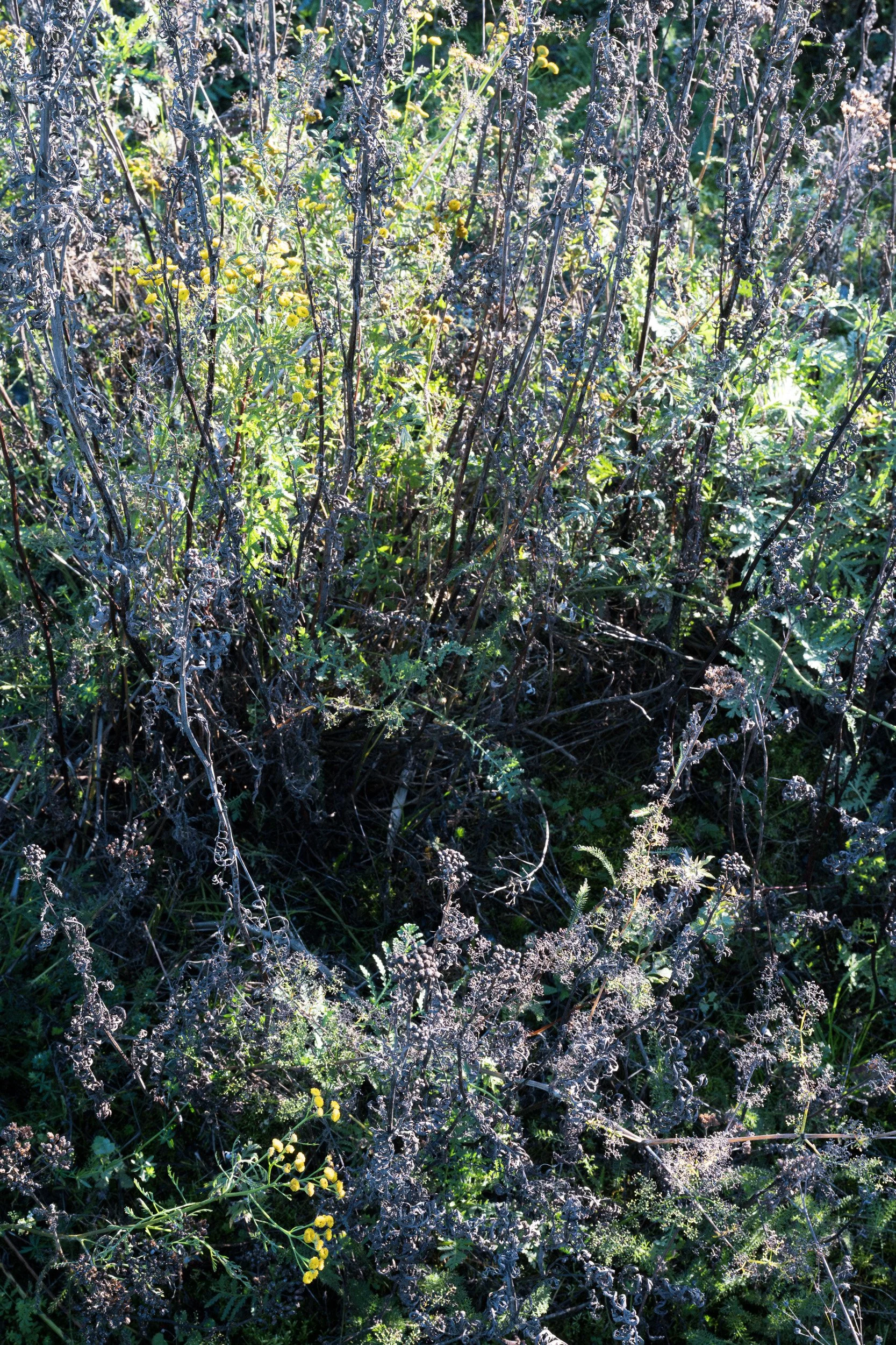A dense thicket of dried, dark, withered grasses and plants with small green leaves, some yellow buds, and dry stems in a natural outdoor setting illuminated by sunlight.