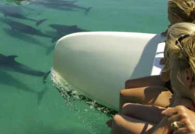 Passengers watch dolphins swimming beside a boat through clear turquoise water.