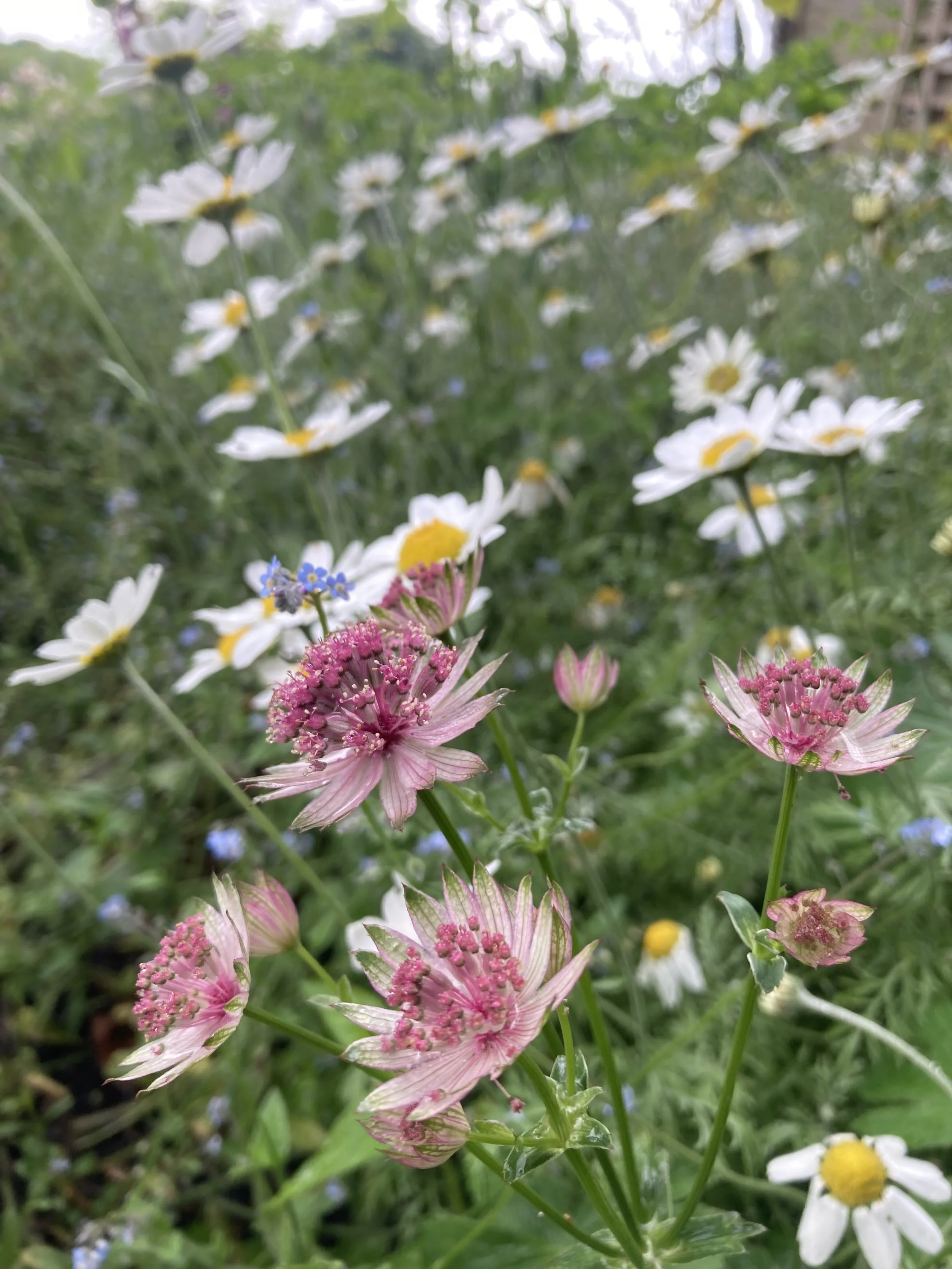 Planting Design Bristol, Kautia and Oxeye Daisies.