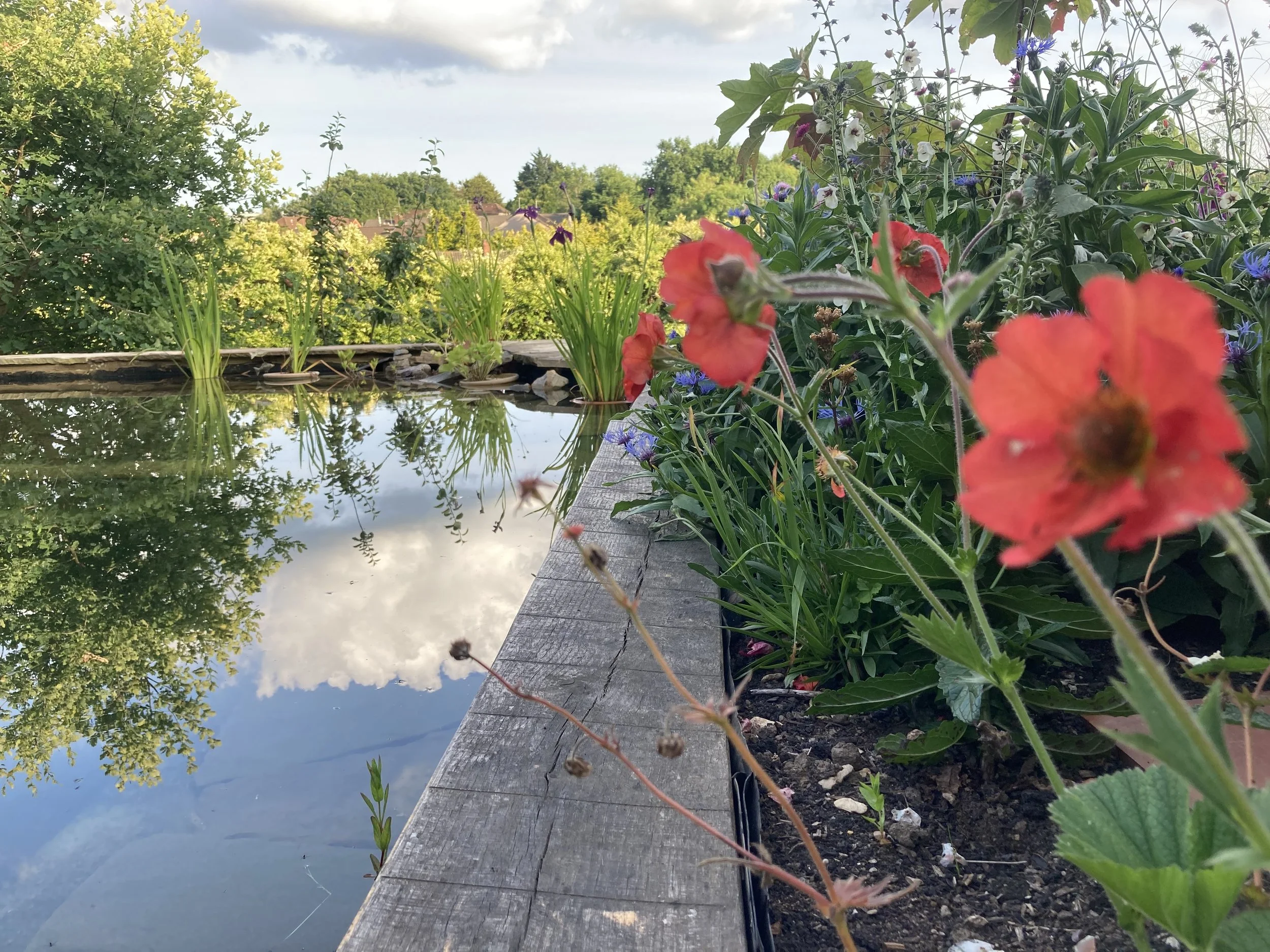 Wild swimming pond. Urban Garden design. Geums
