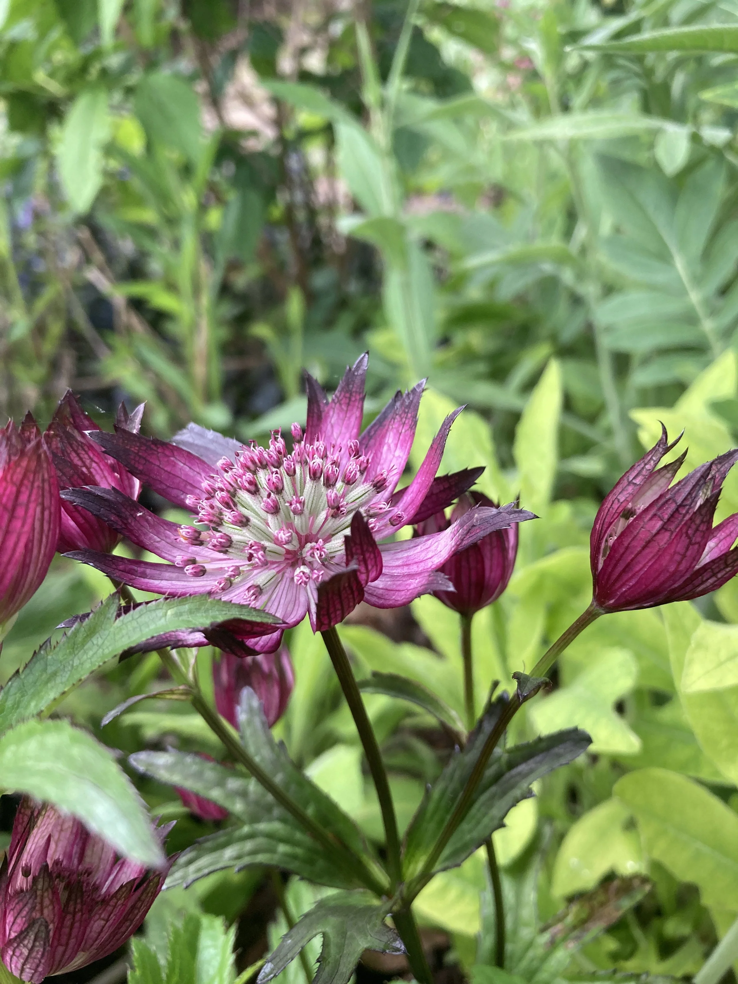 Naturalistic planting design at its best, Kautia macadonica in flower