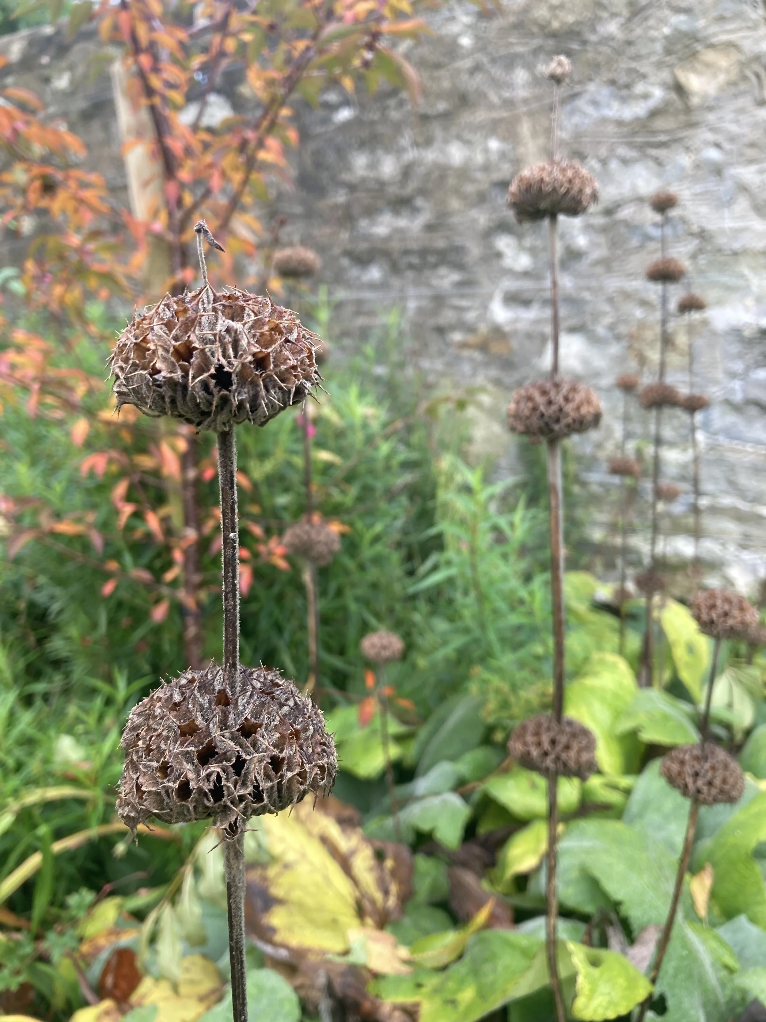 Planting designer Oxford. Phlomis winter seed heads. Planting design