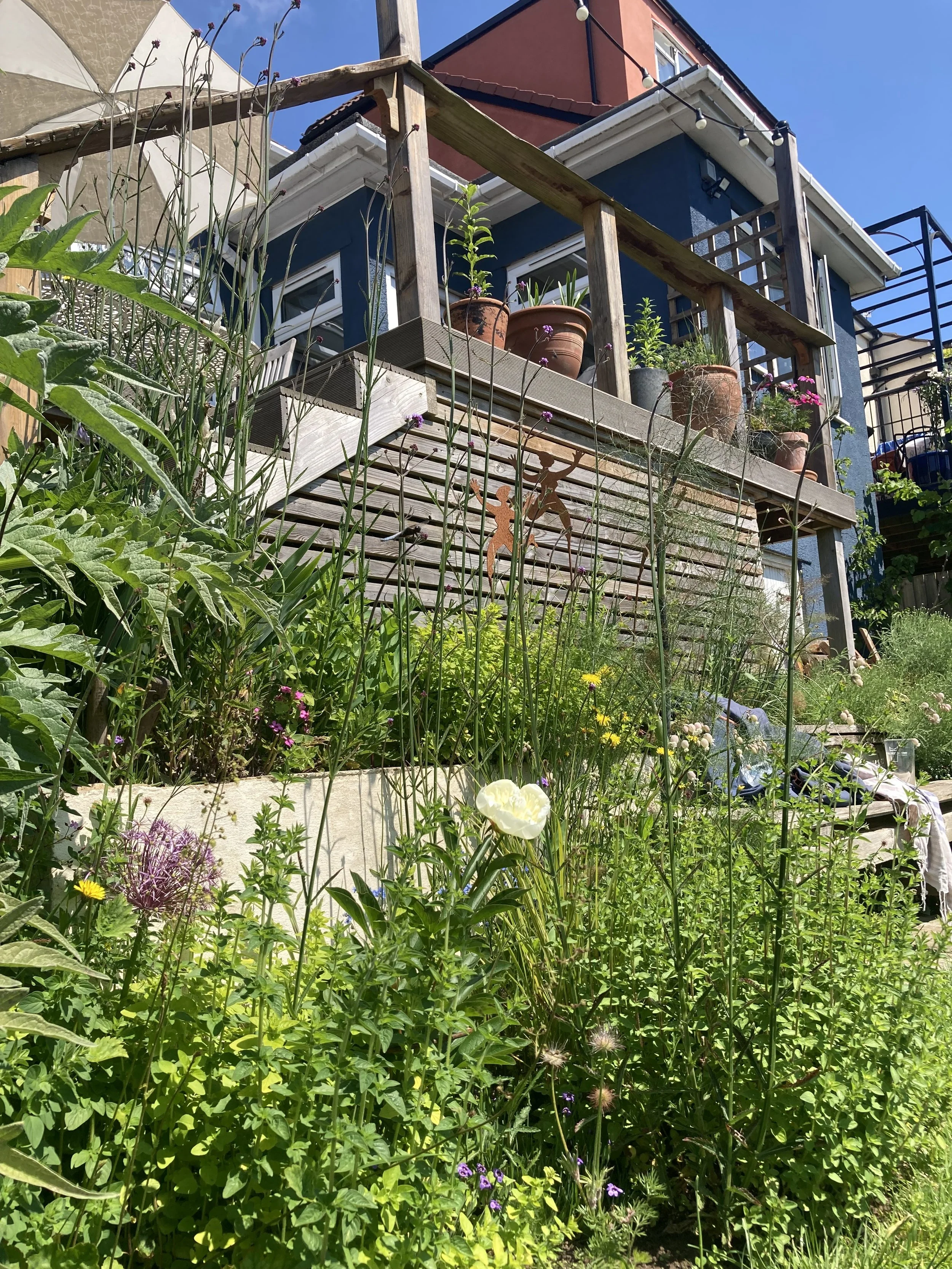 Urban garden design Devon. Planting designer.