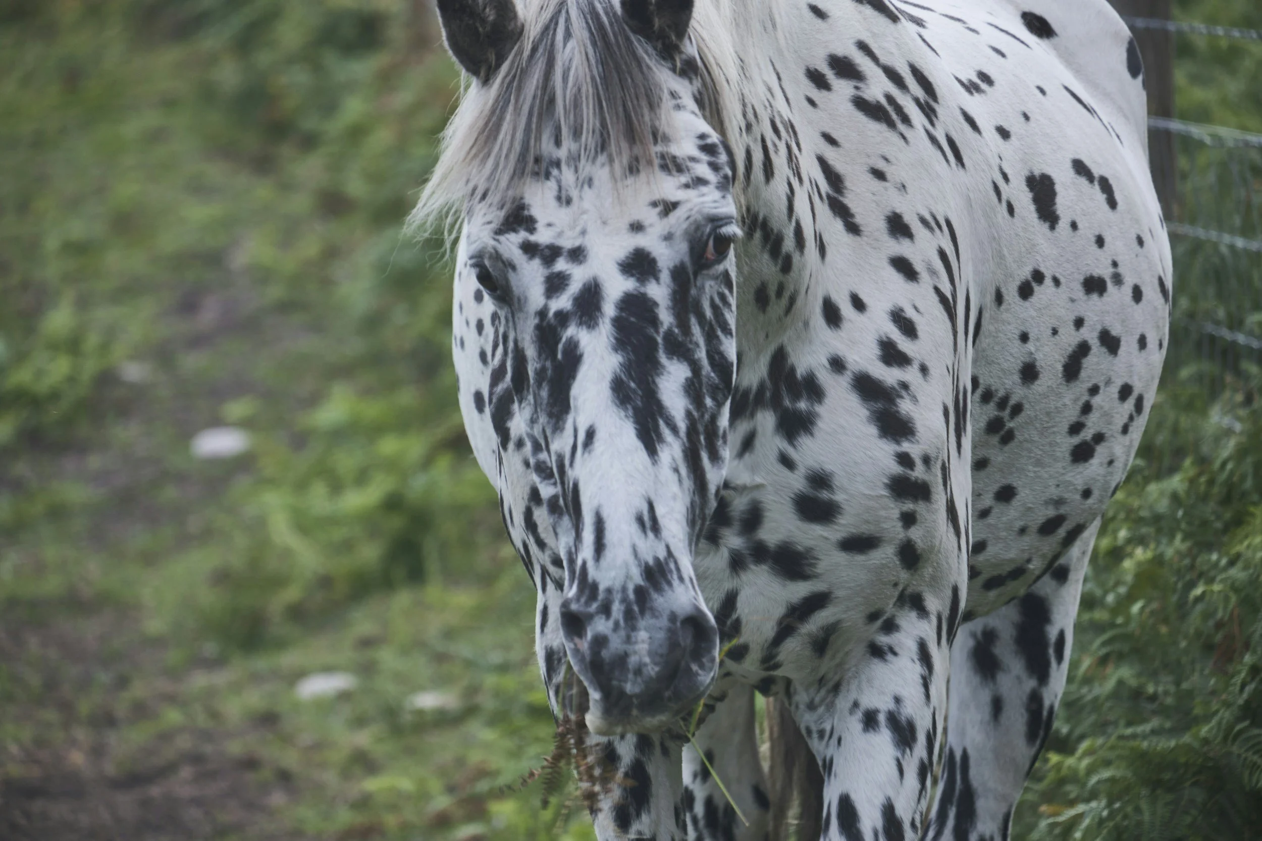 Nahaufnahme eines gefleckten Appaloosa-Pferdes auf einer grünen Weide