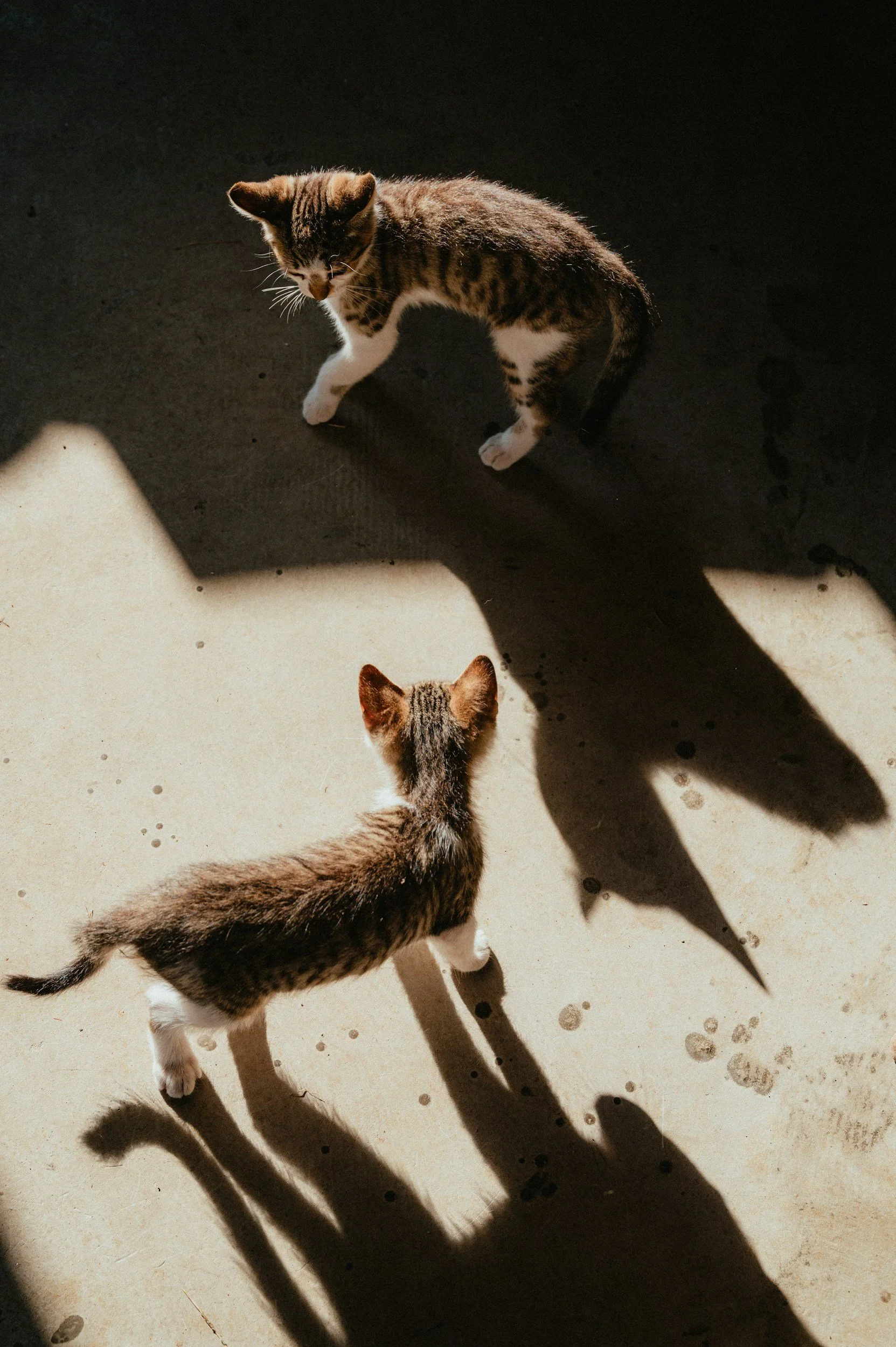 Zwei getigerte Katzen mit weißen Pfoten auf einem sonnenbeschienenen Betonboden