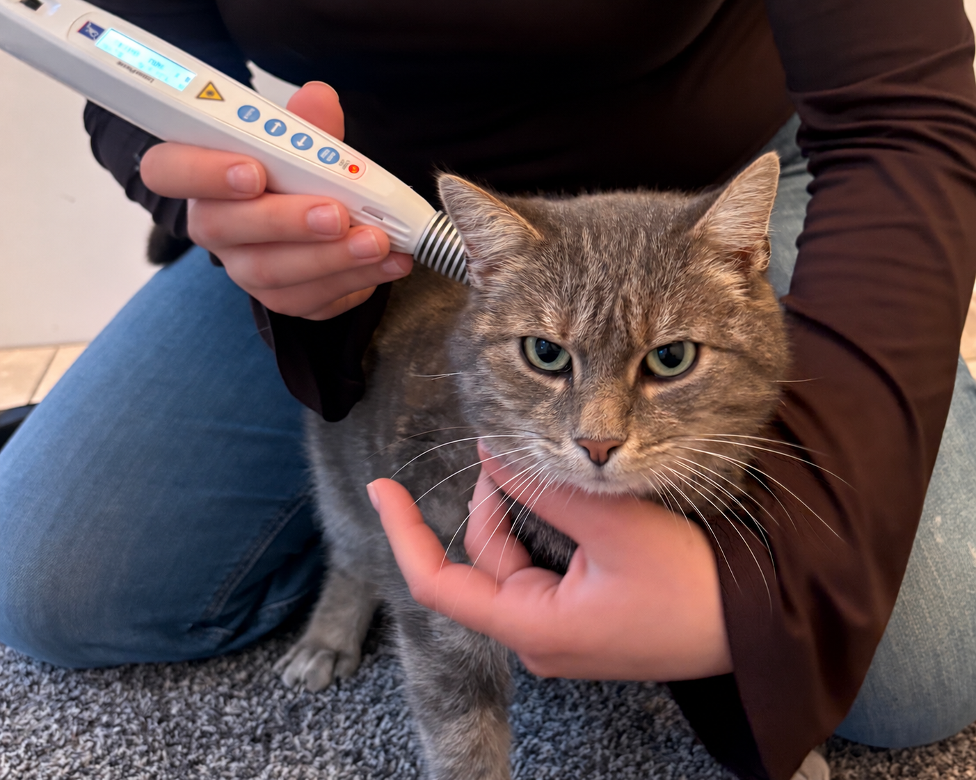 Graue Katze wird von einer Person mit einem Lasergerät im Nacken behandelt.