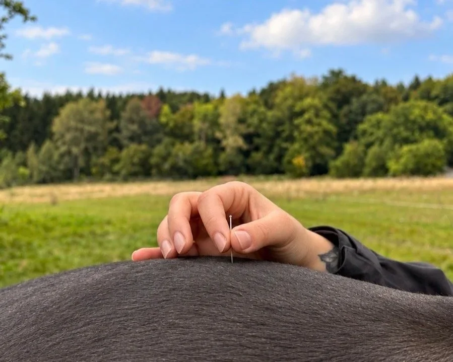 Hand platziert eine Akupunkturnadel auf die Kruppe eines Pferdes vor einer Wiesen- und Waldlandschaft.