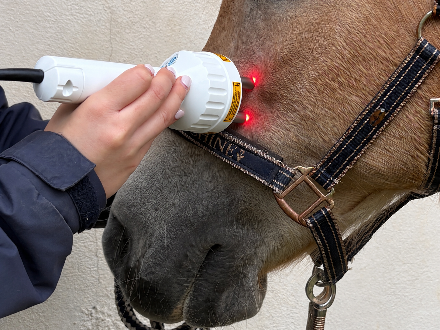 Nahaufnahme eines Pferdes, dessen Fell mit einem elektrischen Lasertherapiegerät behandelt wird; das Pferd trägt ein schwarzes Halfter.