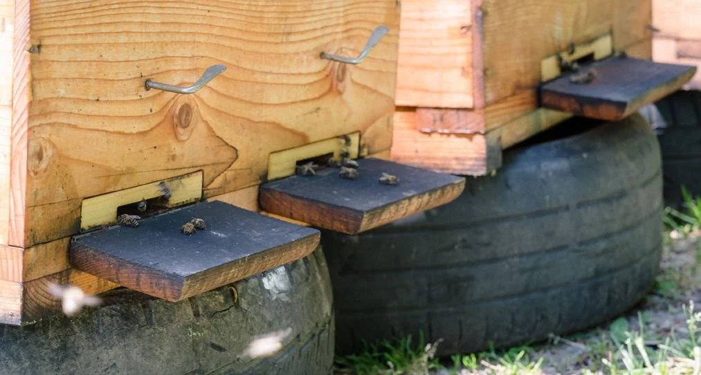 Ruches d'abeilles installées sur un support en bois et posées sur des pneus