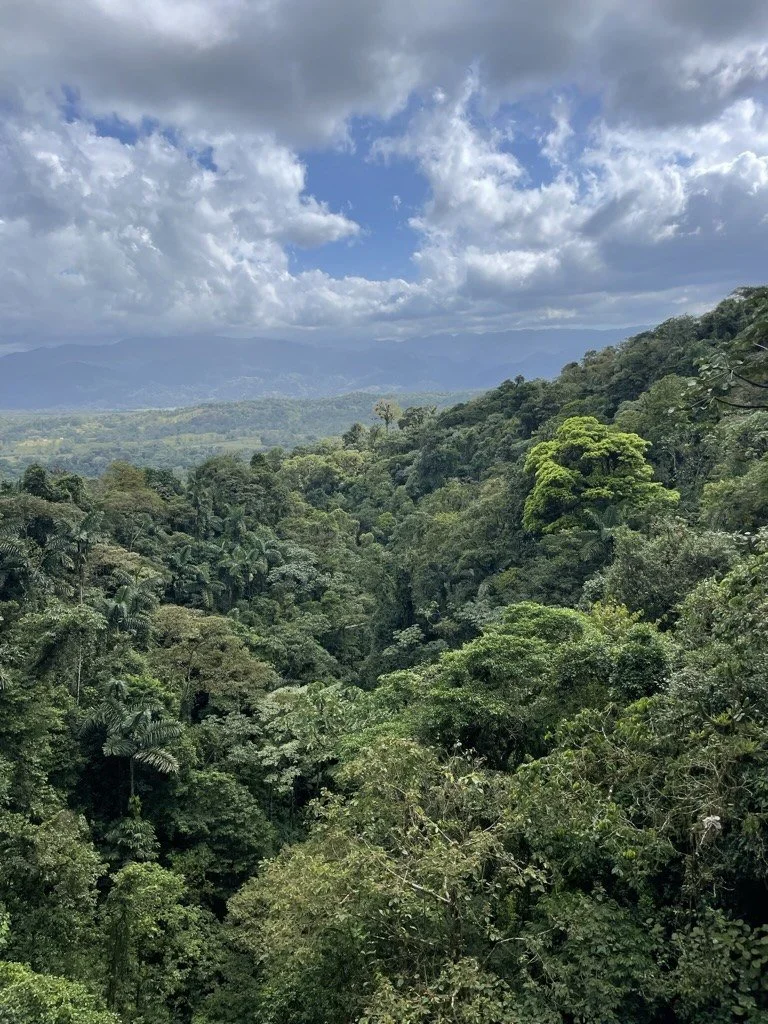 Lush green forest in Guanacaste, Costa Rica, during the rainy green season