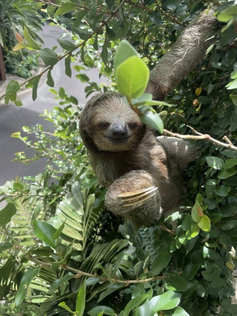 Three-toed sloth in a tree, Costa Rica