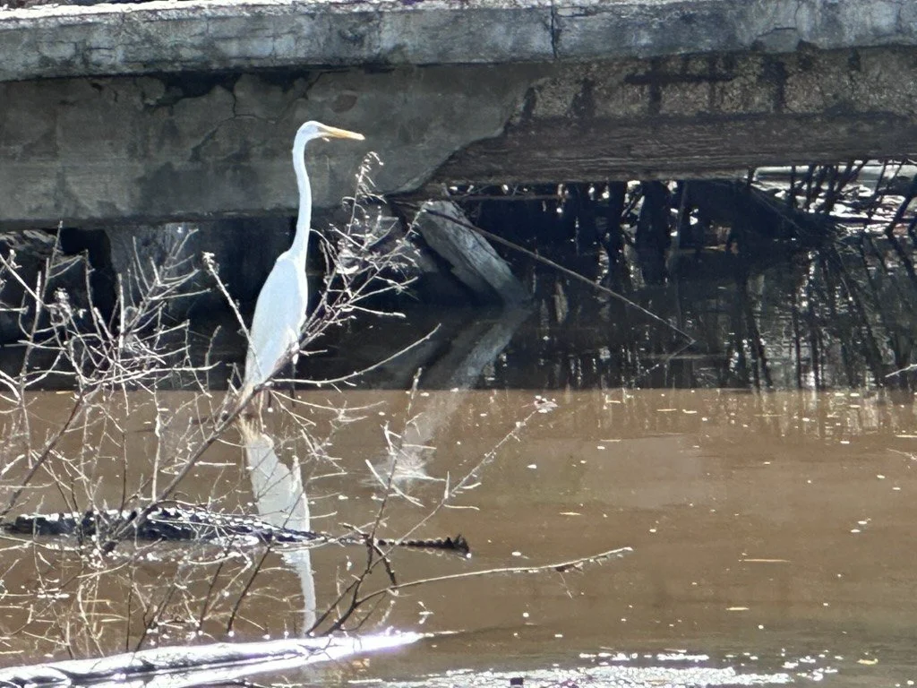 Great egret in the mangroves of the Tamarindo estuary near Playa Grande
