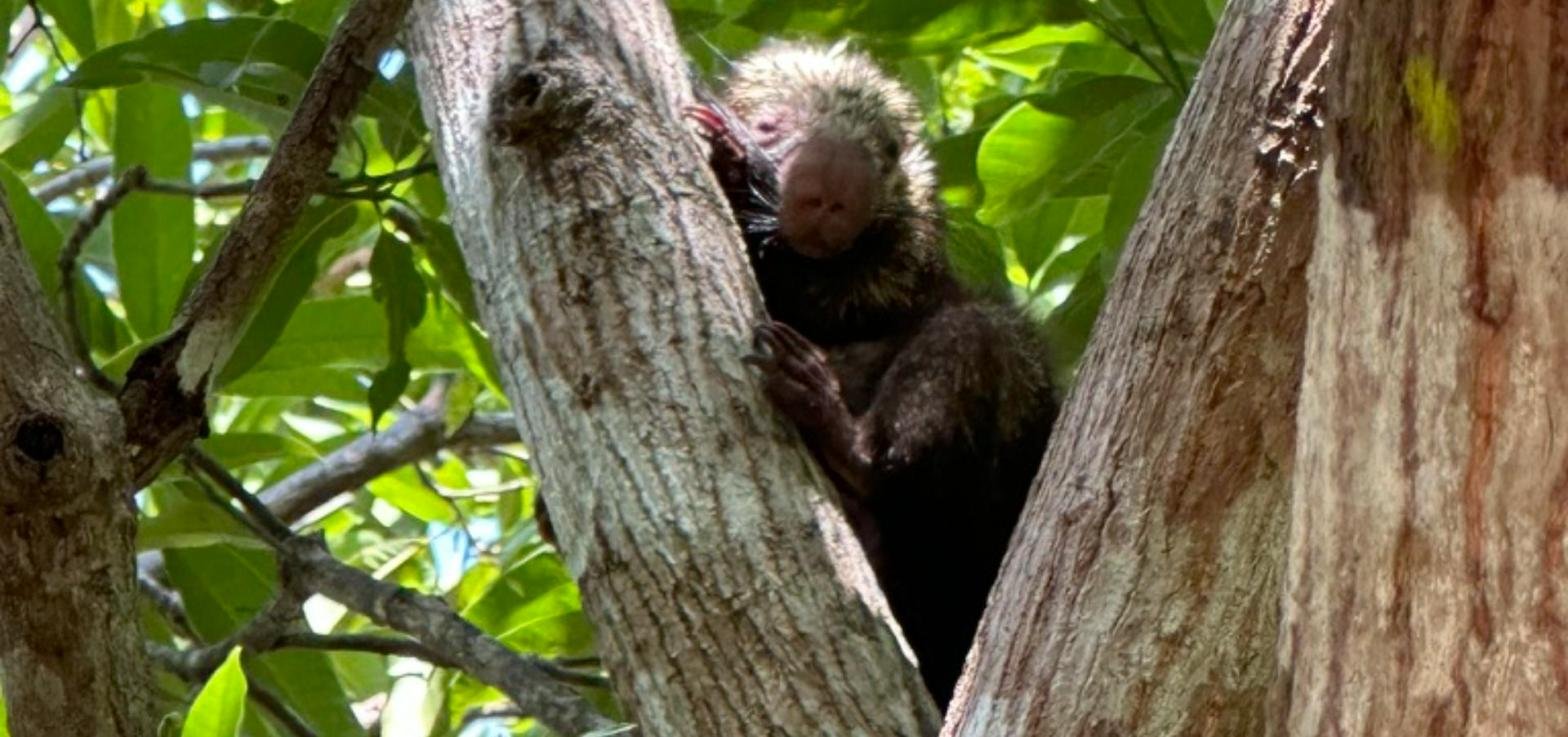 Wild porcupine resting in a tree in the dry forest near Playa Grande, Guanacaste, Costa Rica