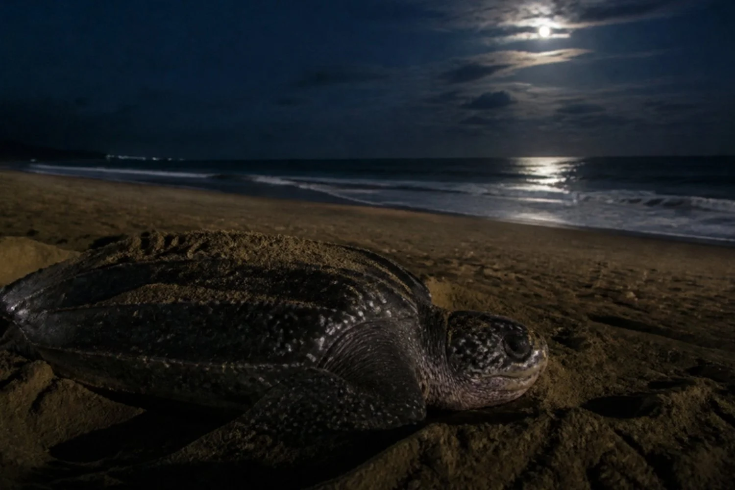Illustration of a leatherback sea turtle nesting on a moonlit beach, like Playa Grande in Las Baulas National Marine Park
