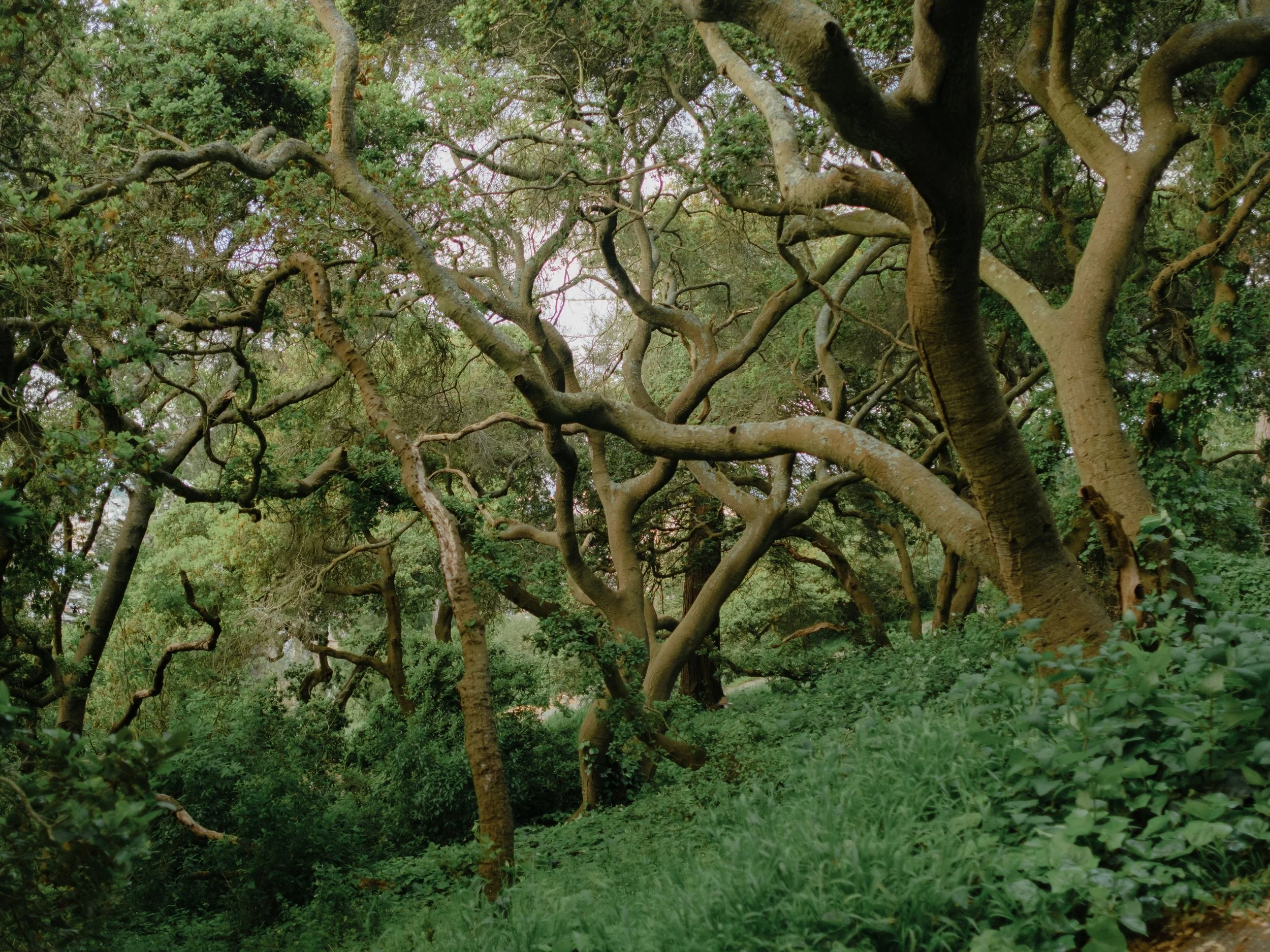 A dense, leafy tree with twisting branches over a green grassy area.