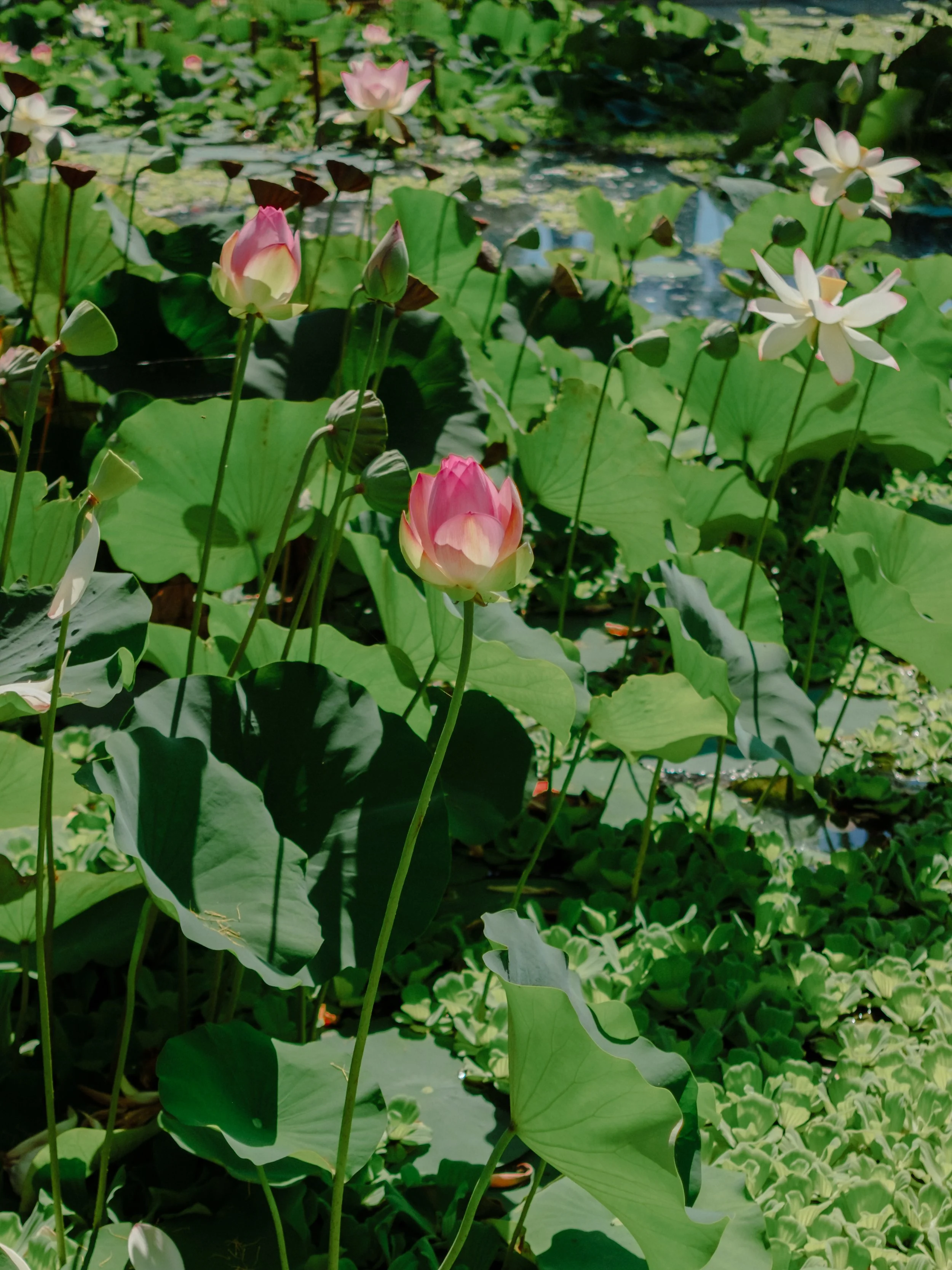 DSCF8703.jpg
